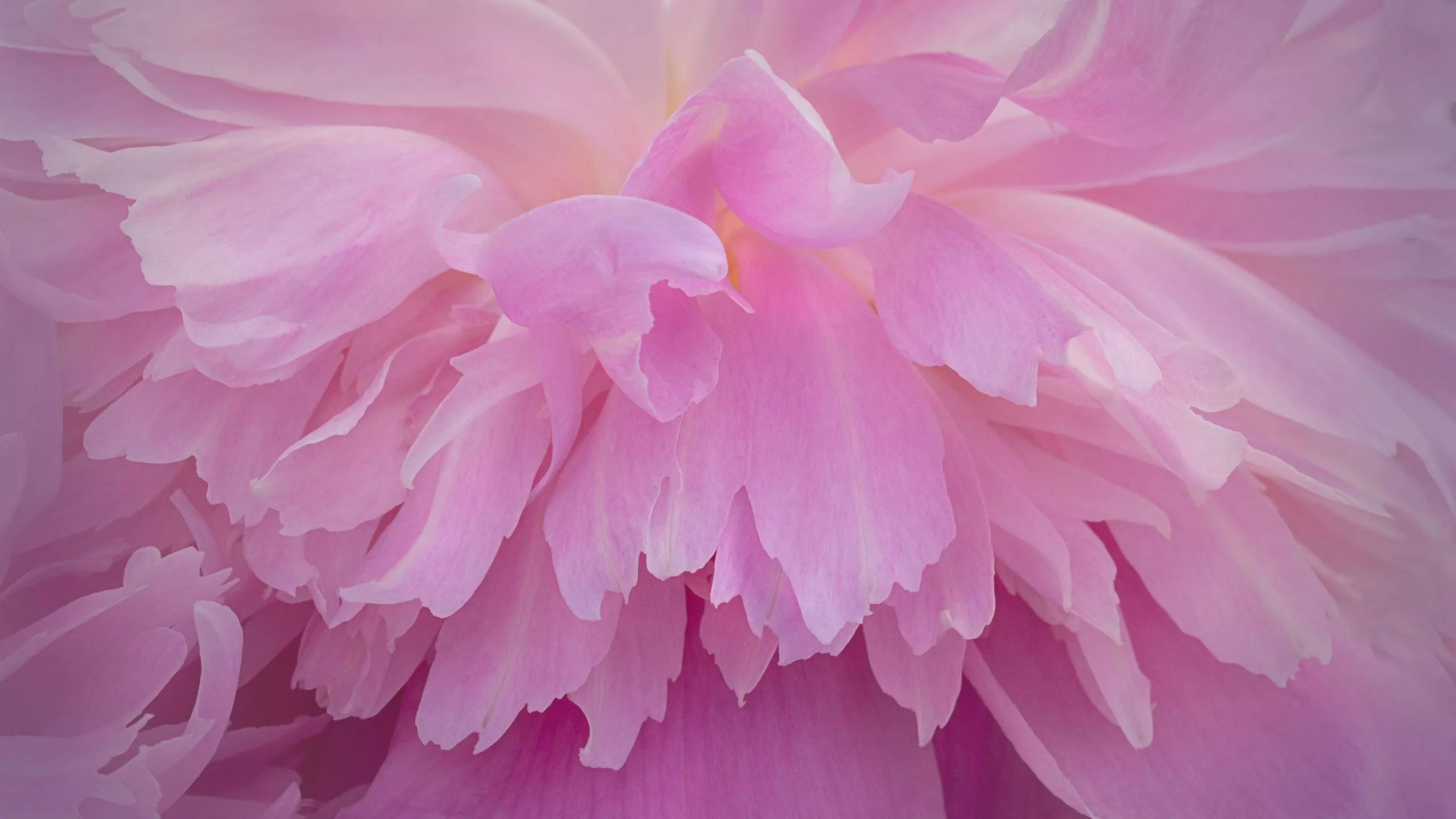 Pink Peony Flower Petals Photography 4K