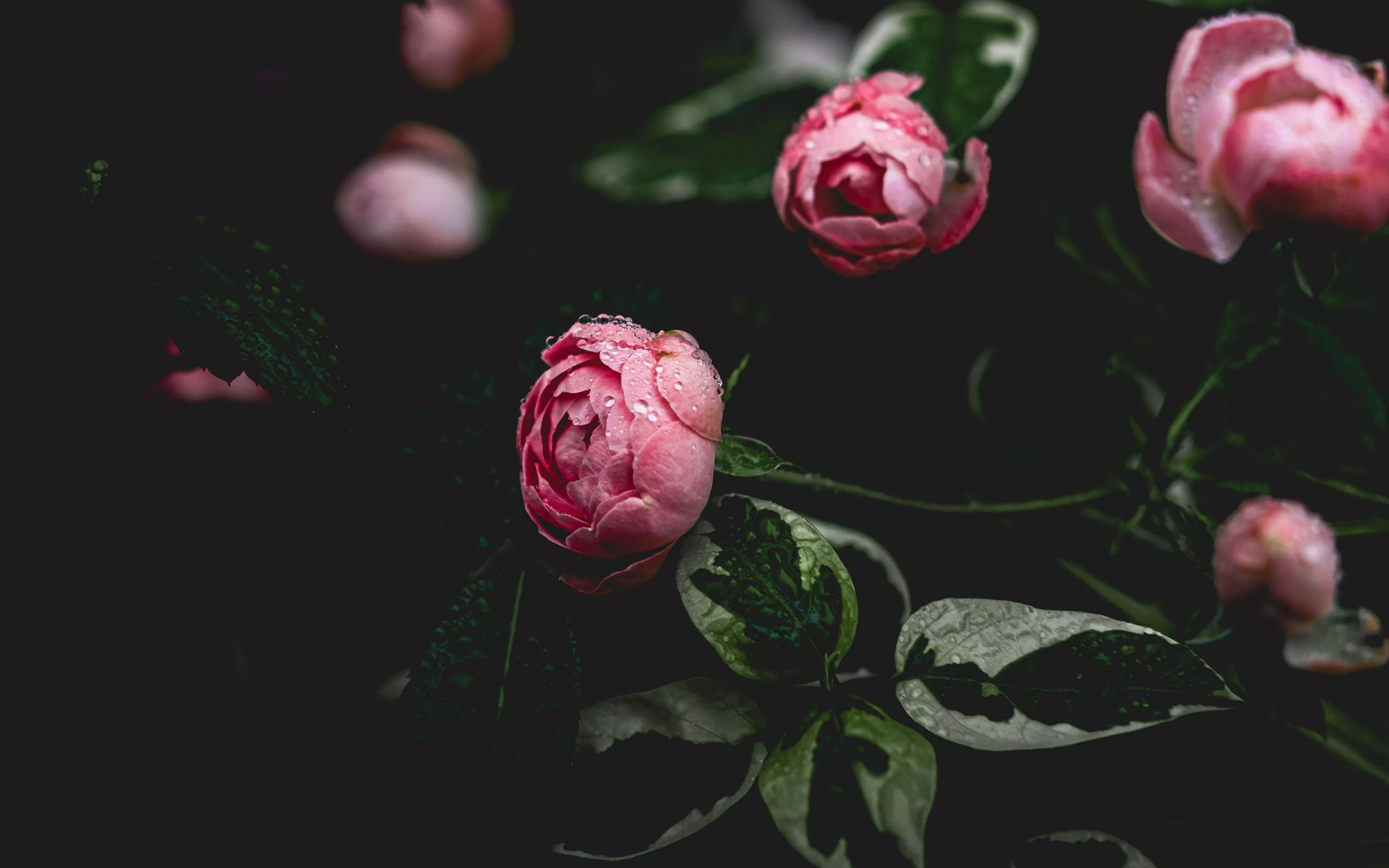 Download wallpaper 3840x2400 peony