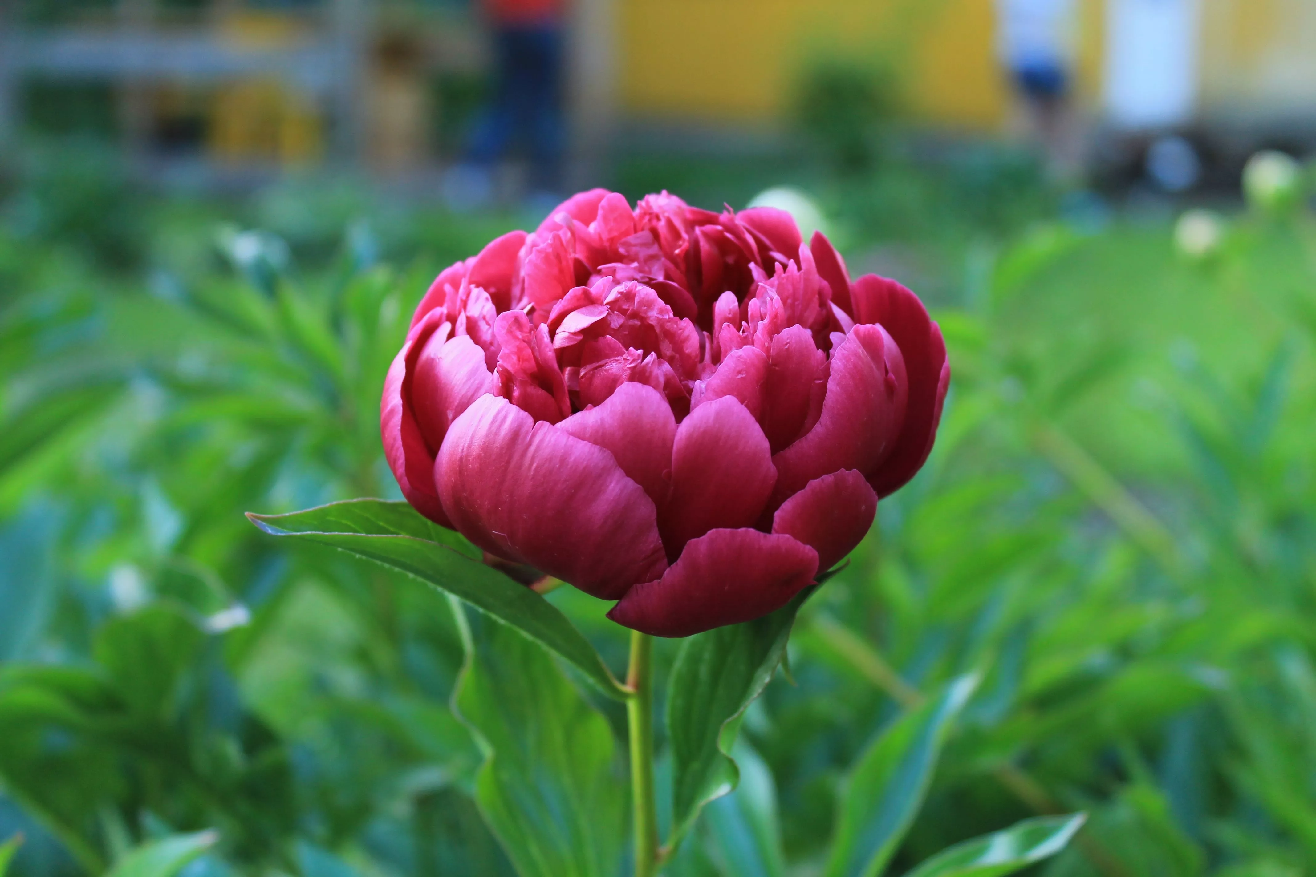 Download Nature Peony 4k Ultra HD Wallpaper
