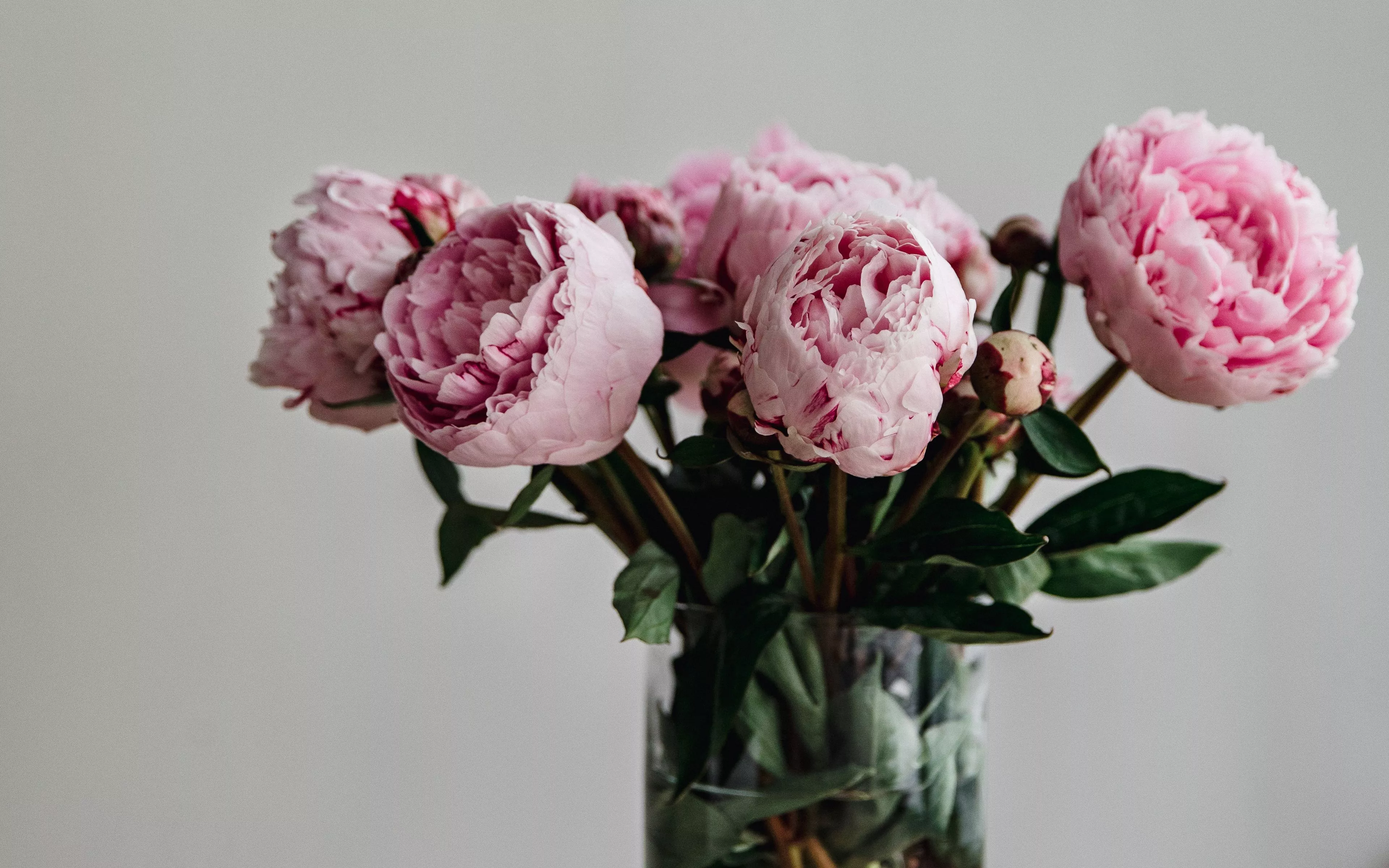 Download wallpaper 3840x2400 peonies