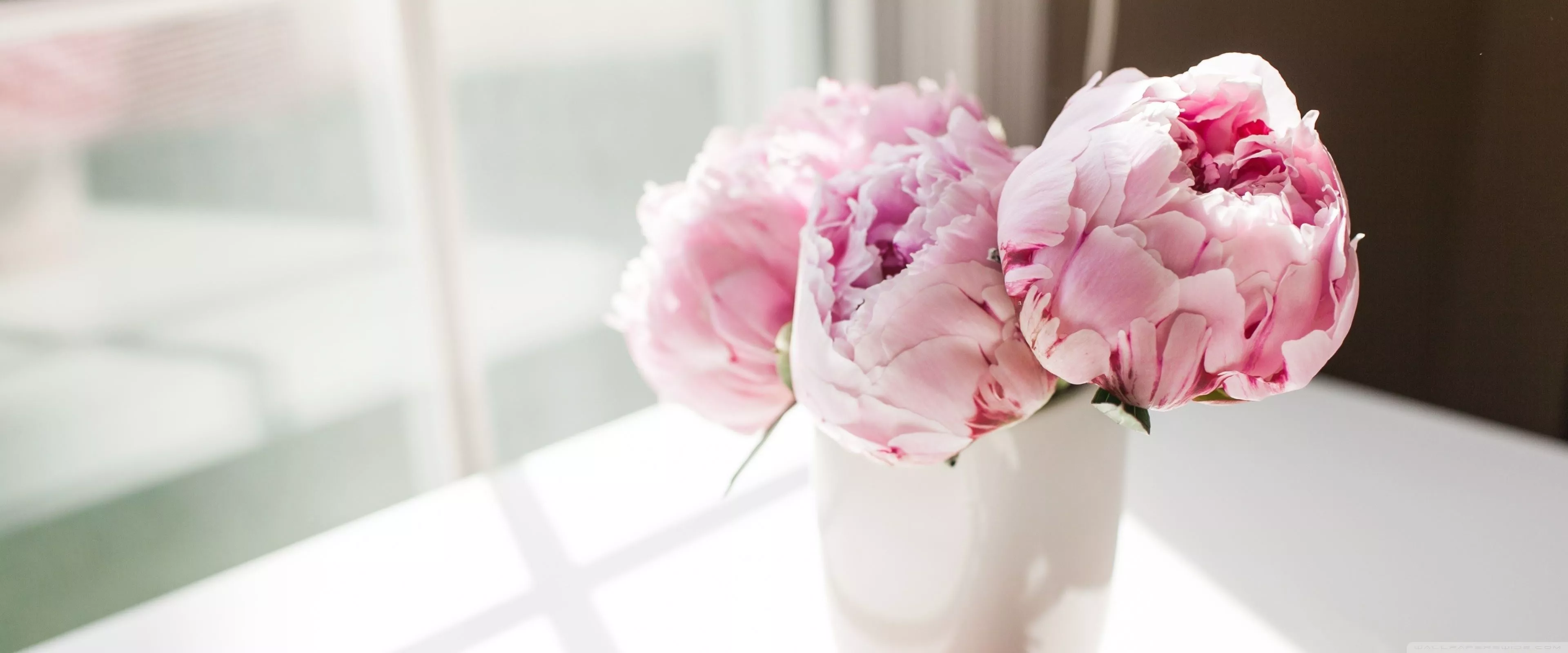 Nice Pink Peonies Flowers Ultra HD