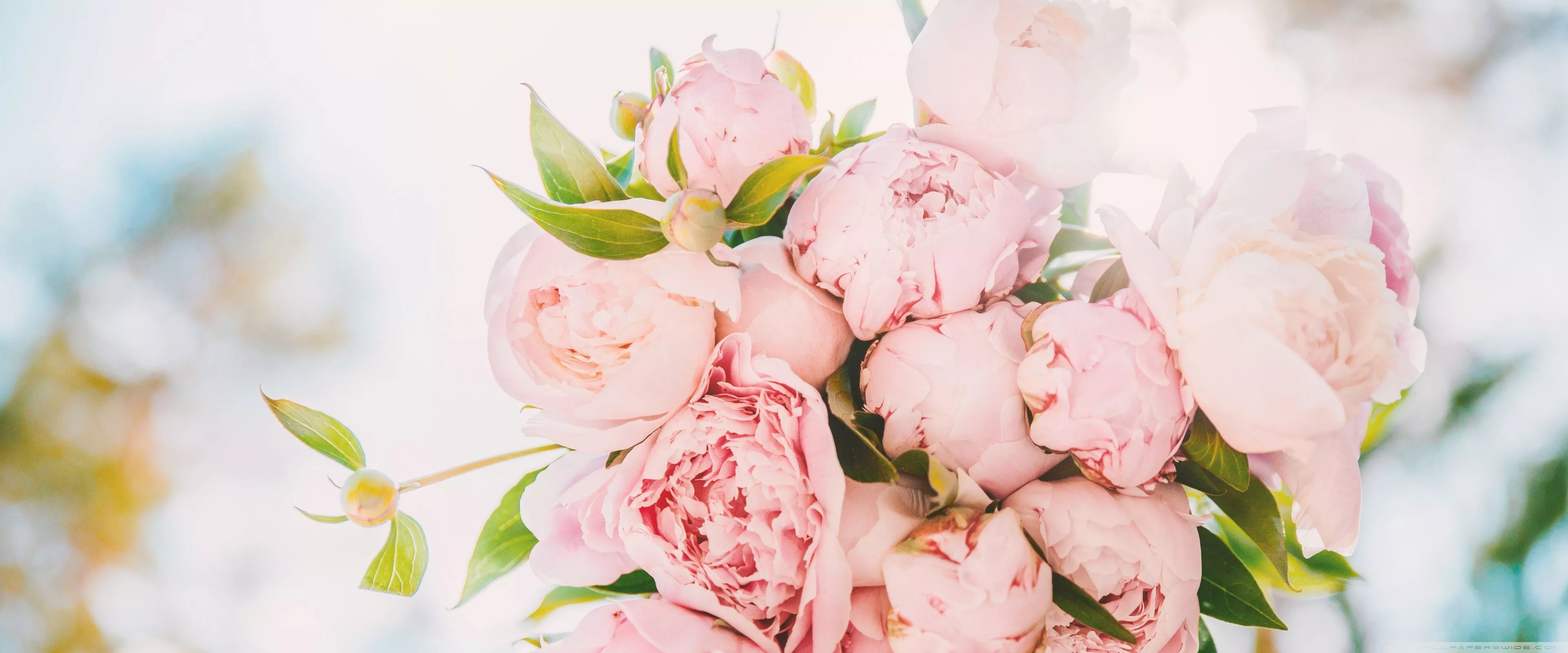 Light Pink Peonies Bouquet Ultra HD