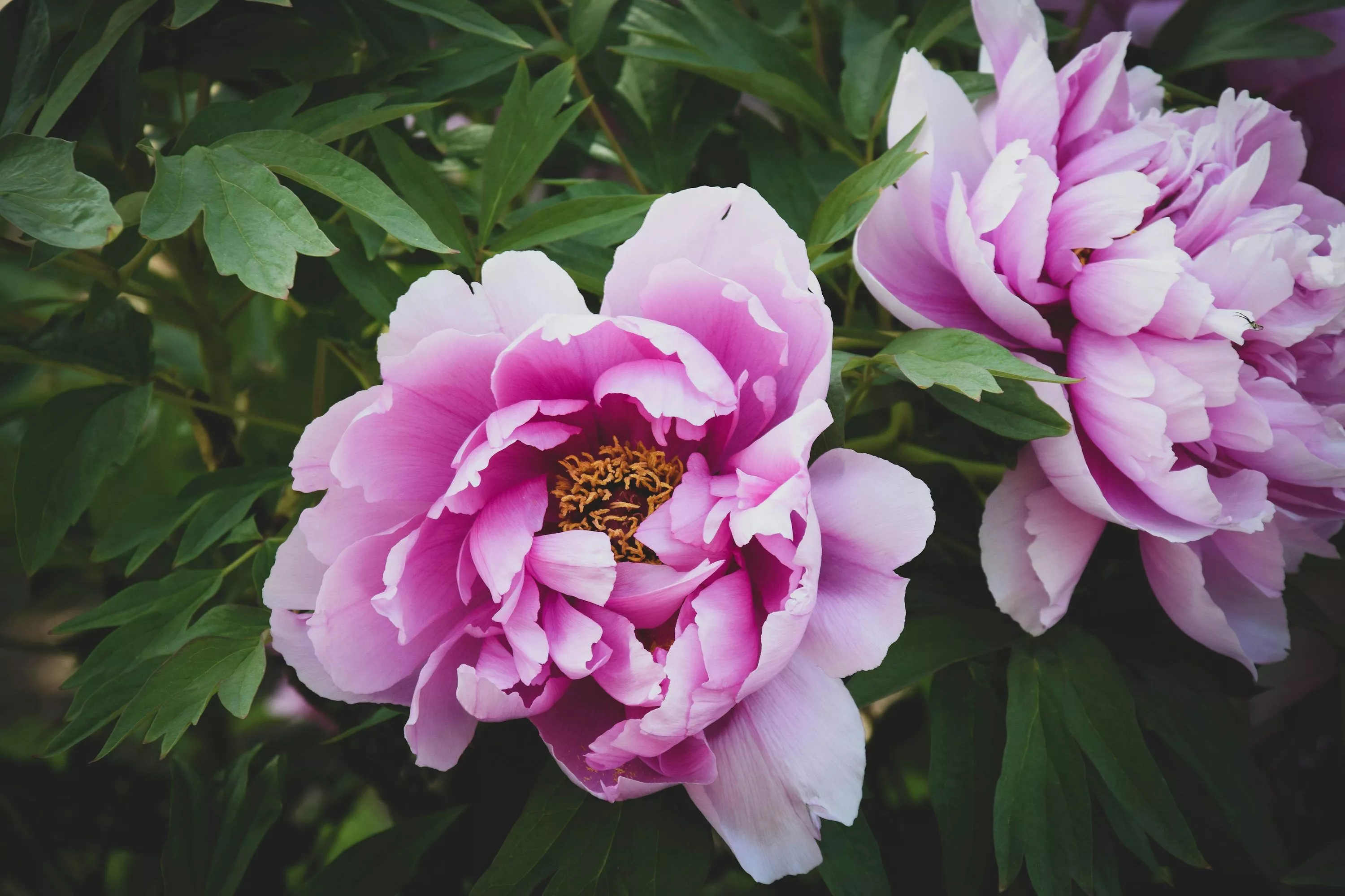 Peony Picture [HD]. Download