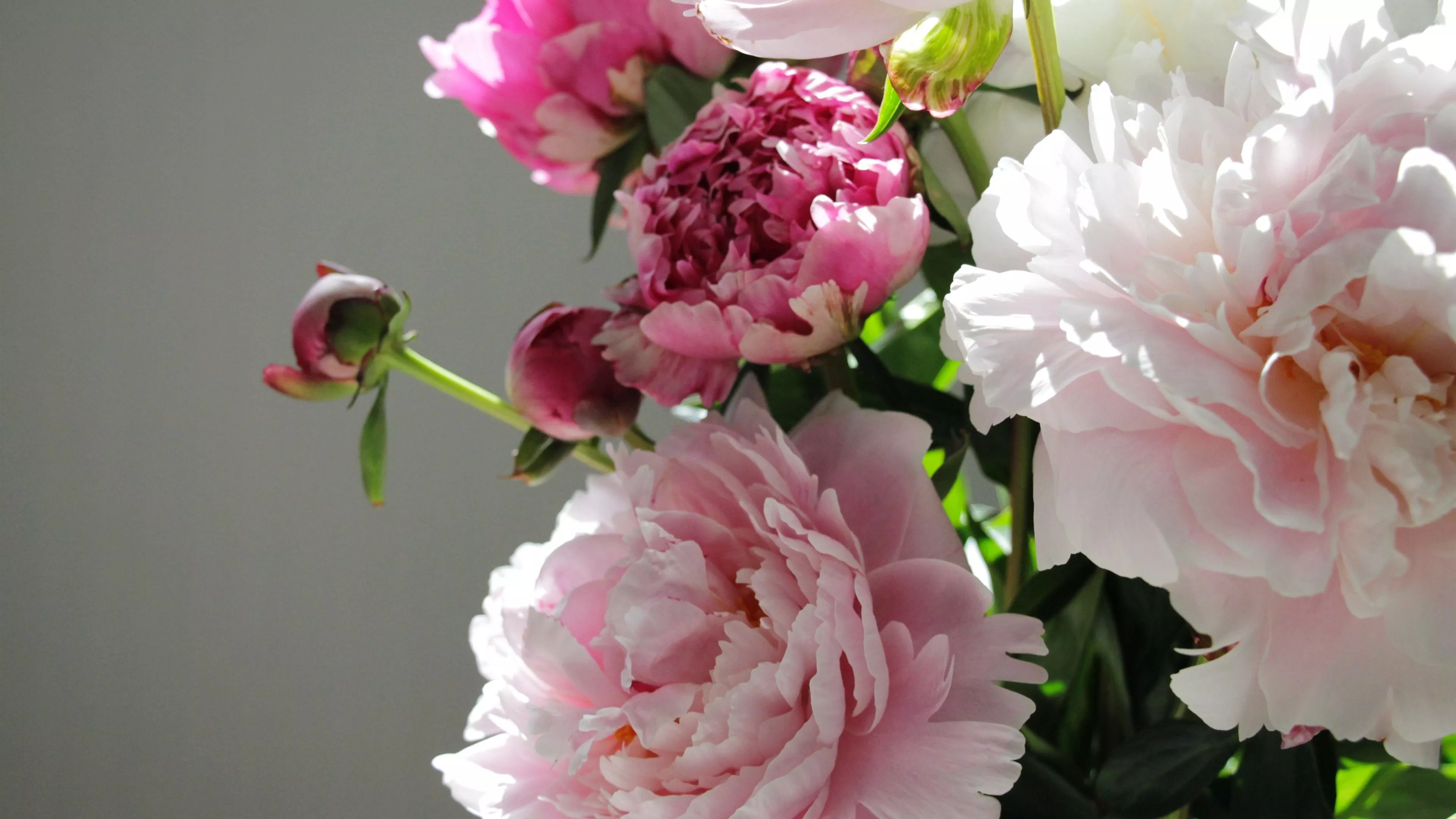 Wallpaper Pink peony flowers, gray