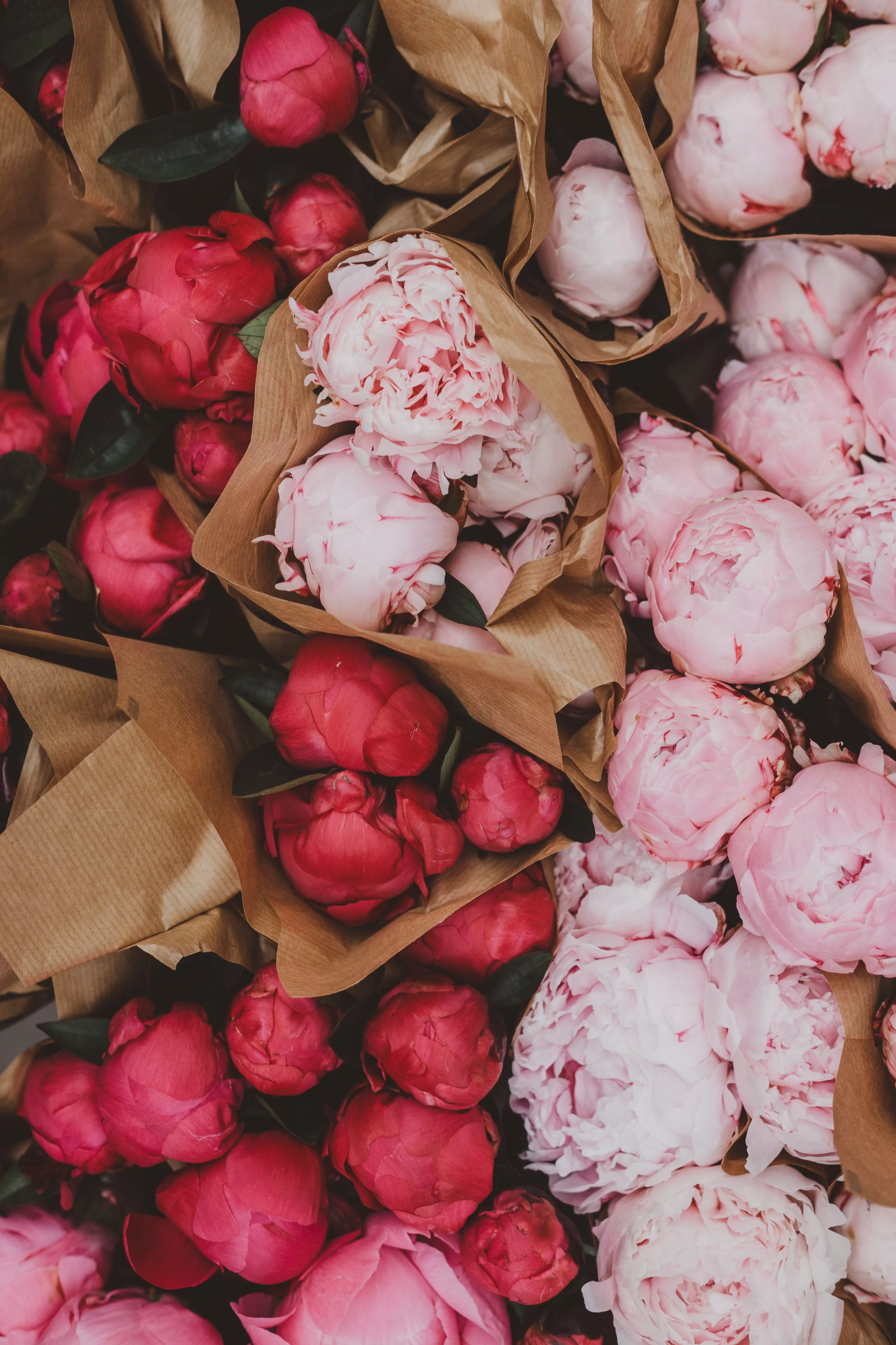 Download Peonies wallpaper