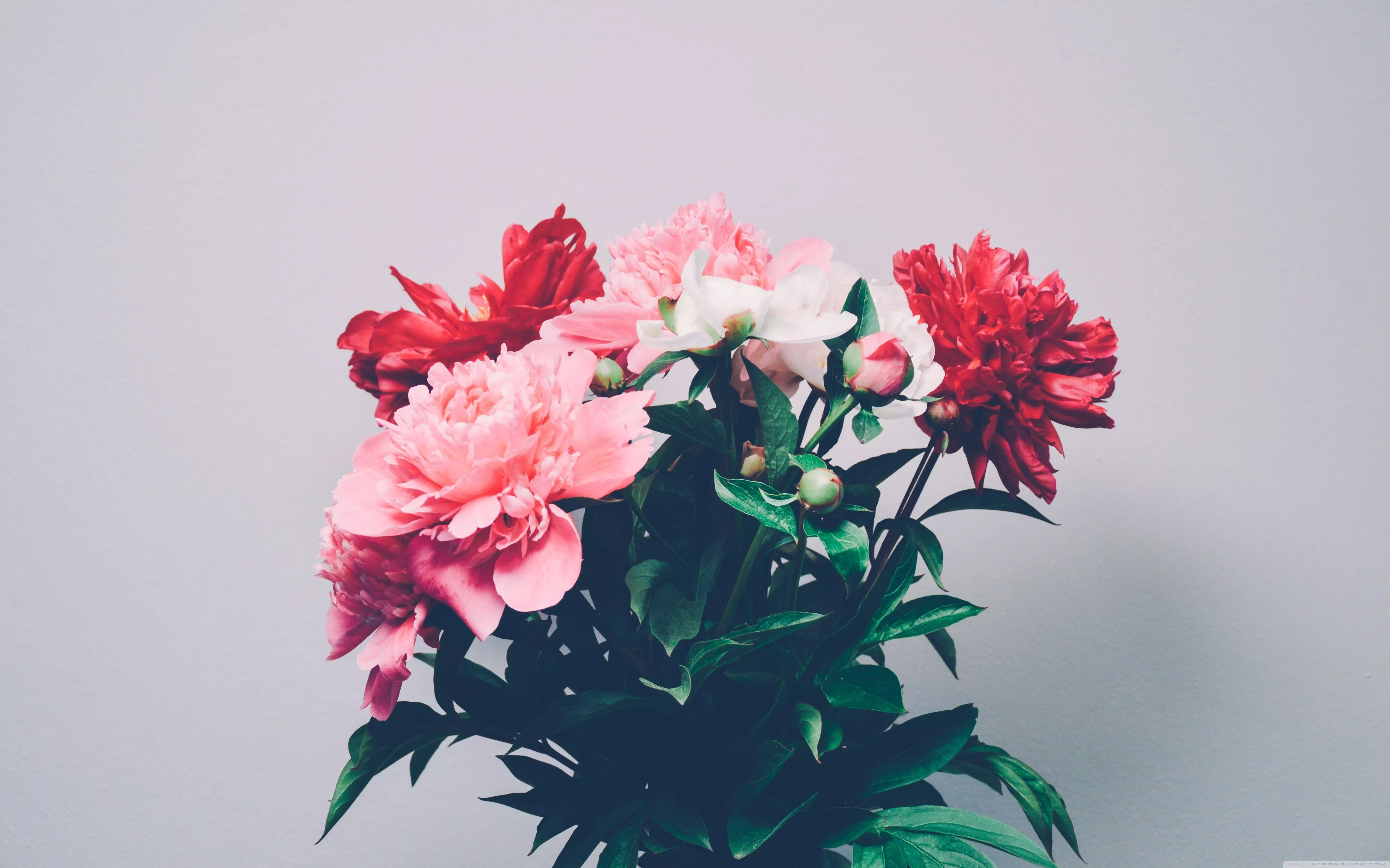 Peony Bouquet Wallpaper Free