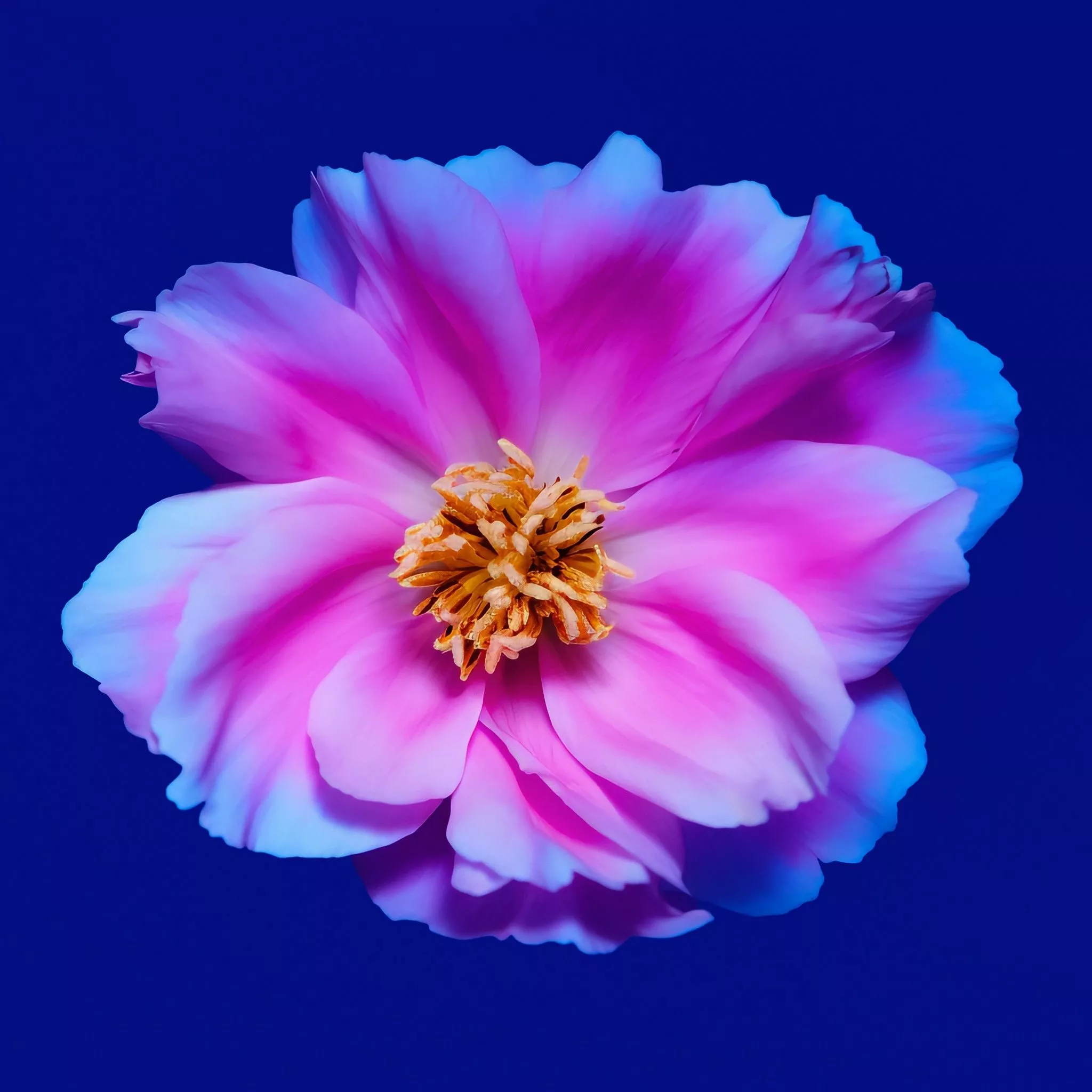 Peony flowers Wallpaper 4K, Pink flower
