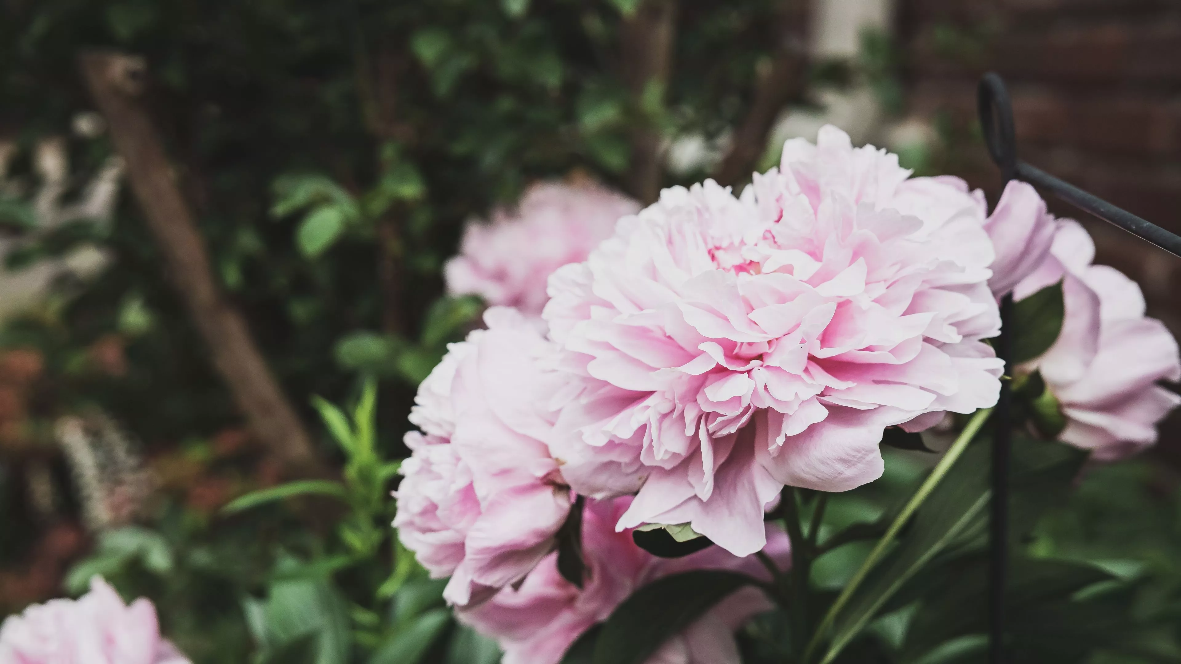 wallpaper 3840x2160 peony, flowers, bud