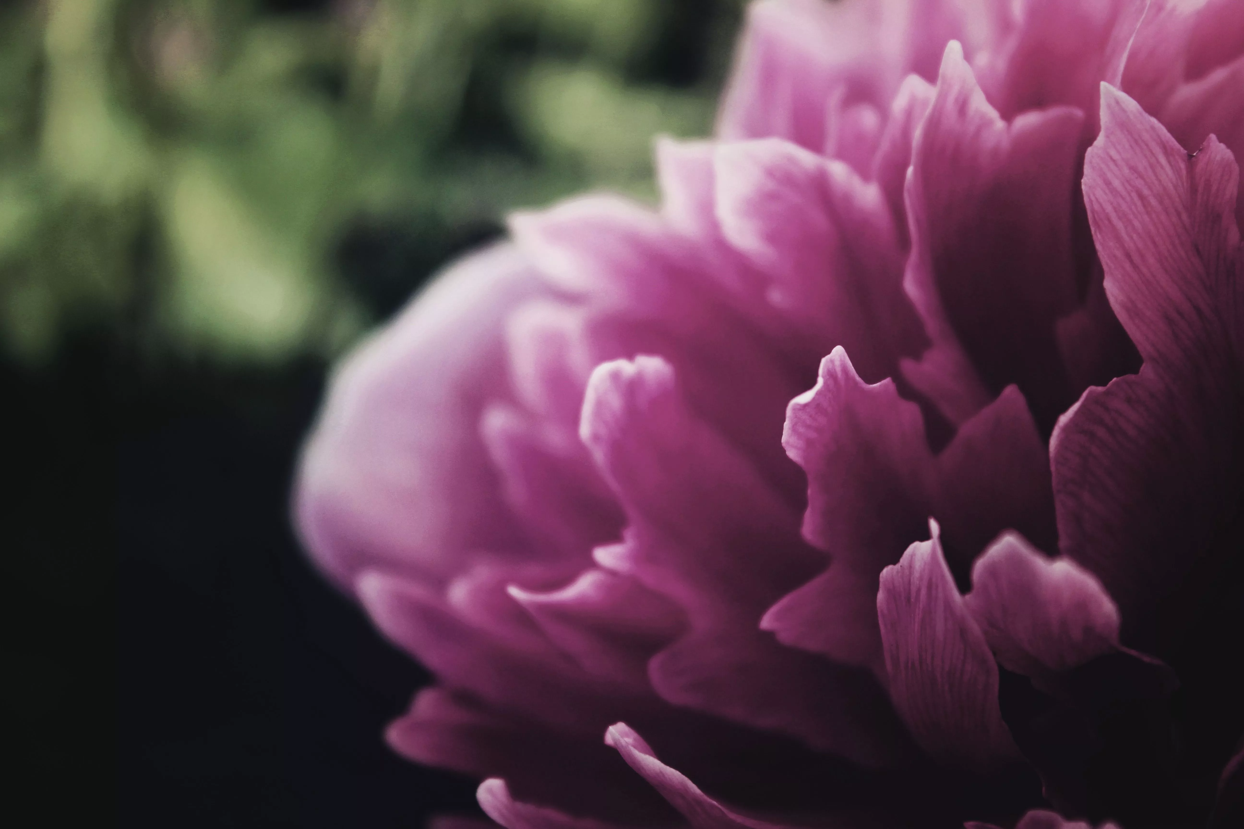 Flower Pink Flower Nature Peony 4k