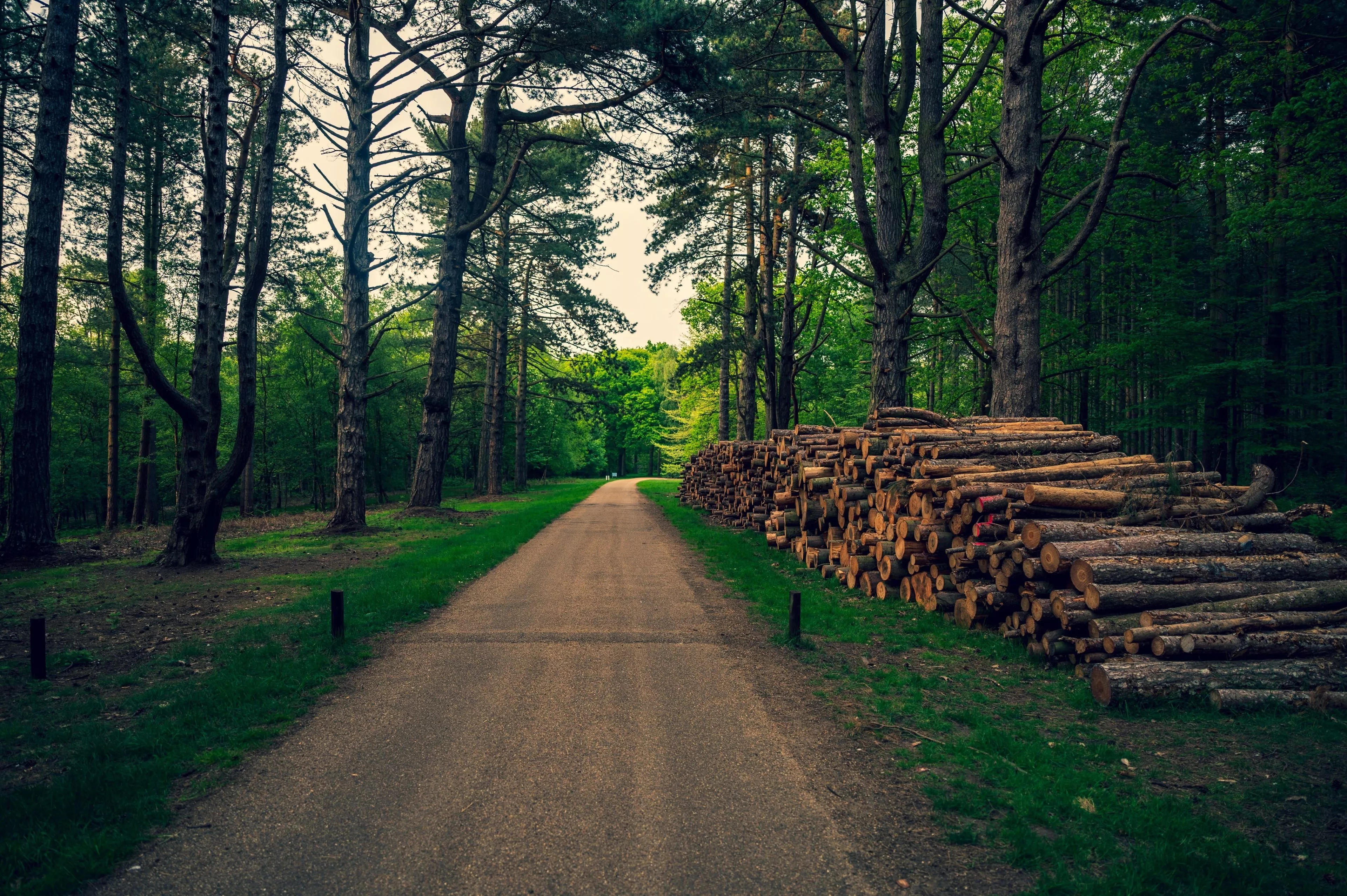 Forest 4K Path Wallpaper, HD Nature 4K Wallpaper, Image and Background