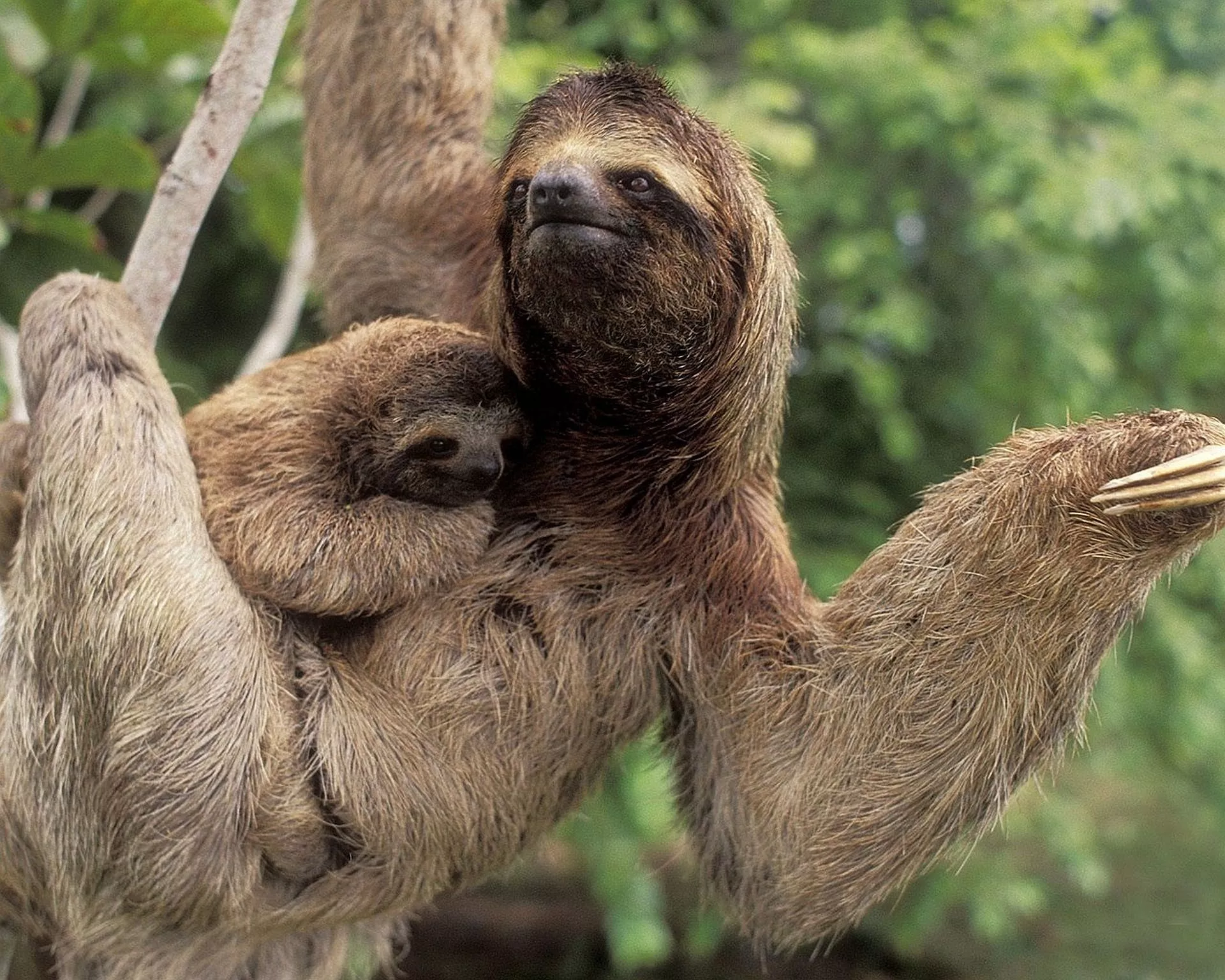 Download Animal Sloth HD Wallpaper