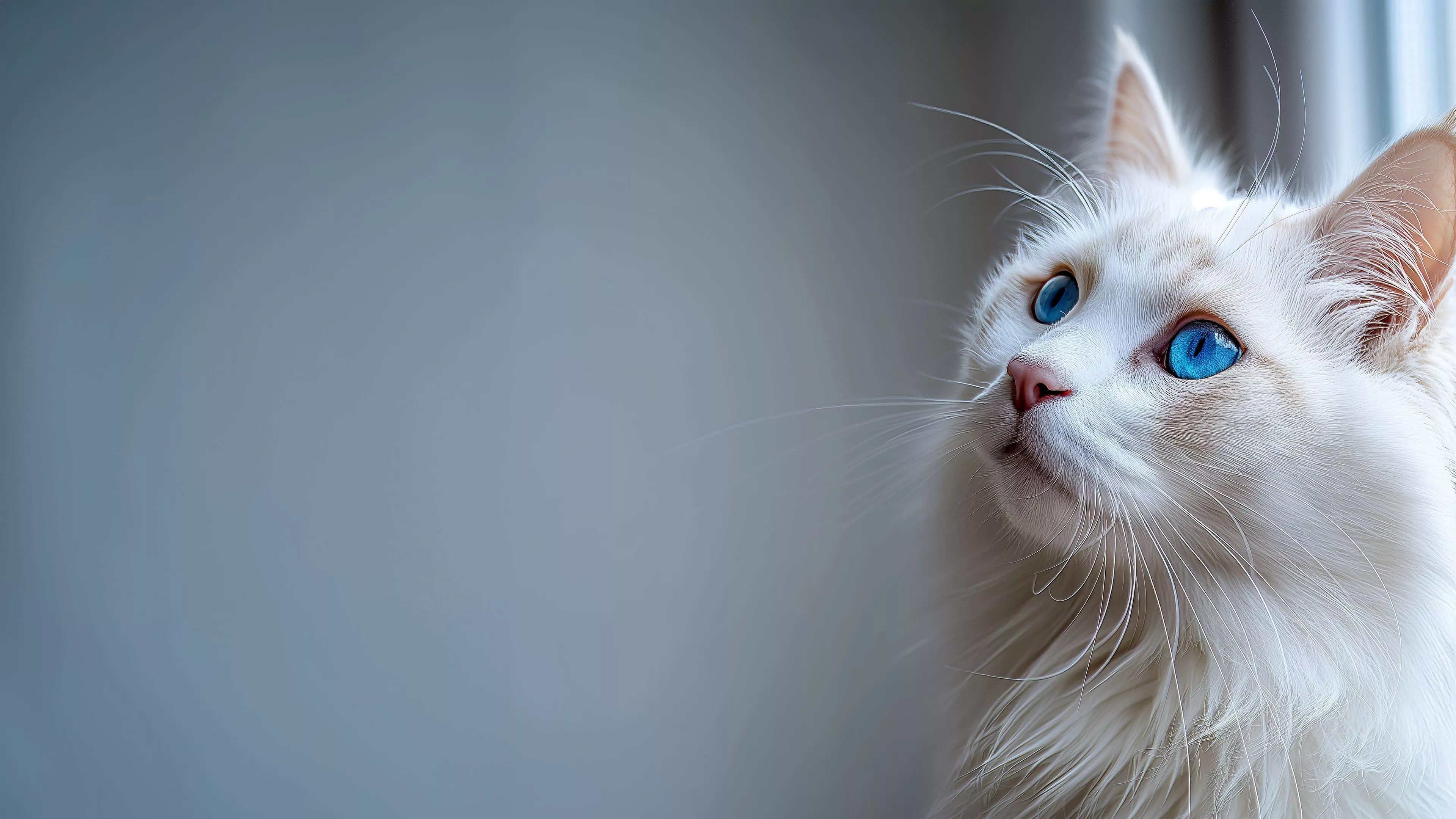 white cat blue eyes fluffy pet blur animal wallpaper background 4K HD Cat Wallpaper