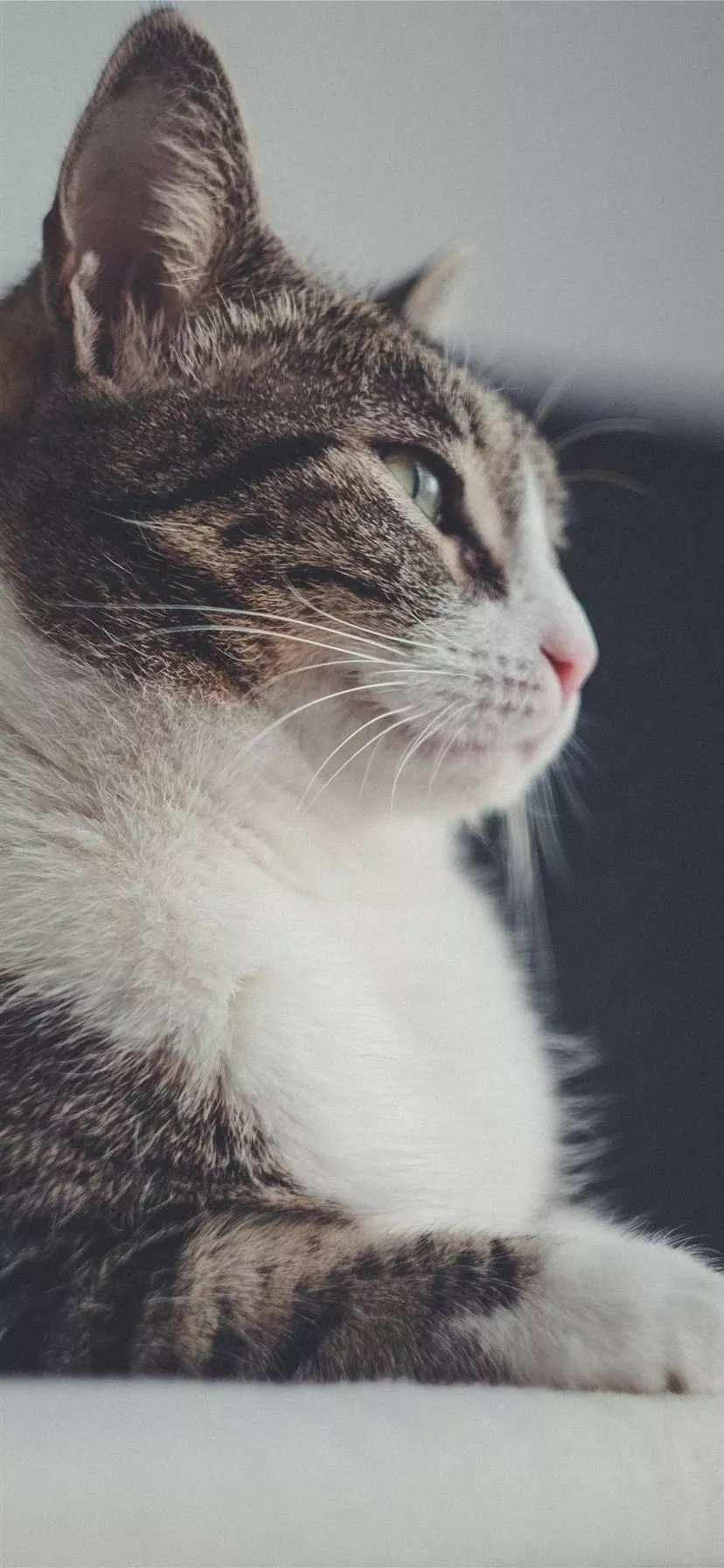 cat iPhone 11 Wallpaper Free Download