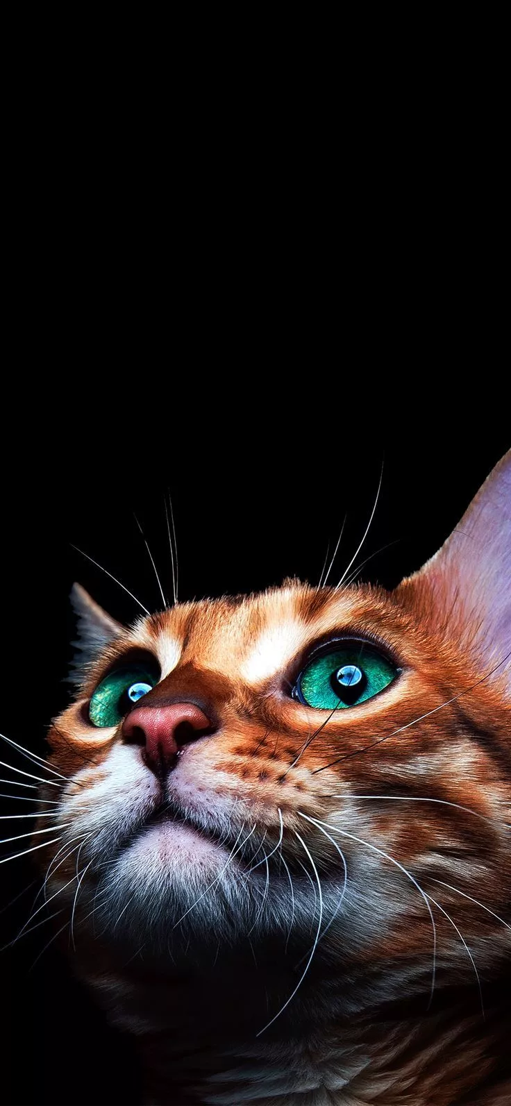 Wallpaper Cats Wallpaper for iPhone 11