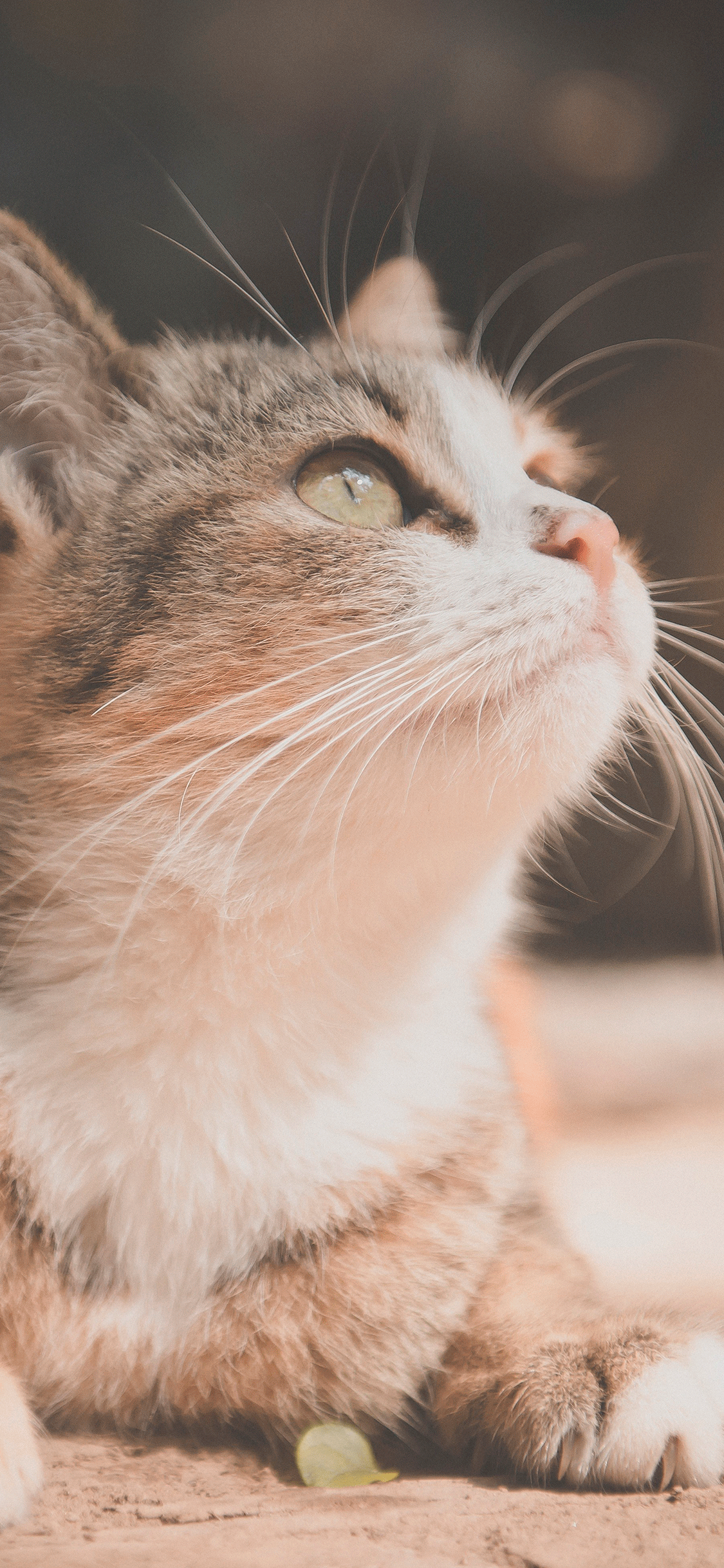 Cats Wallpaper for iPhone 11, Pro Max