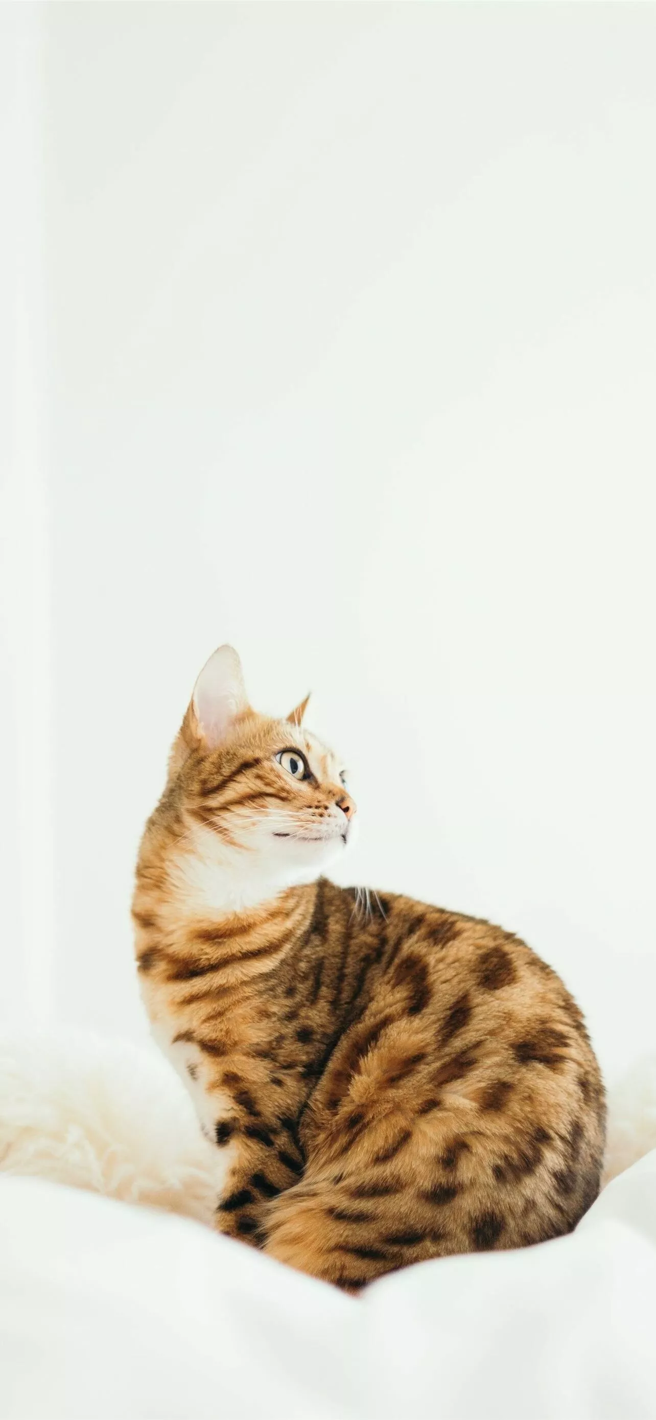 Bengal Cat Wallpaper