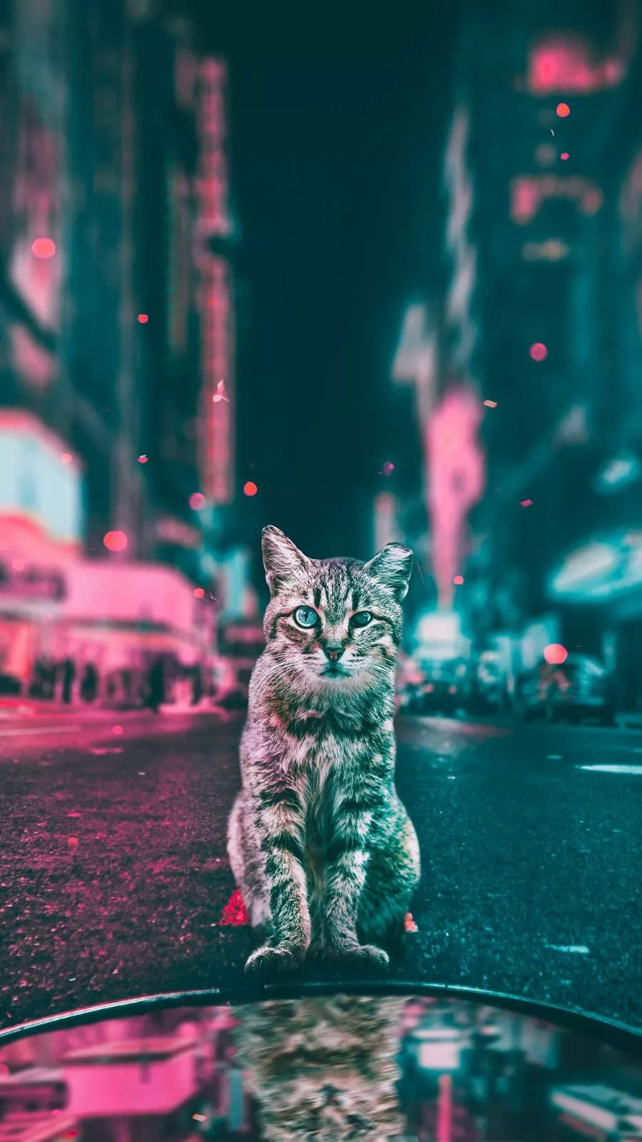Cat in the City iPhone Wallpaper