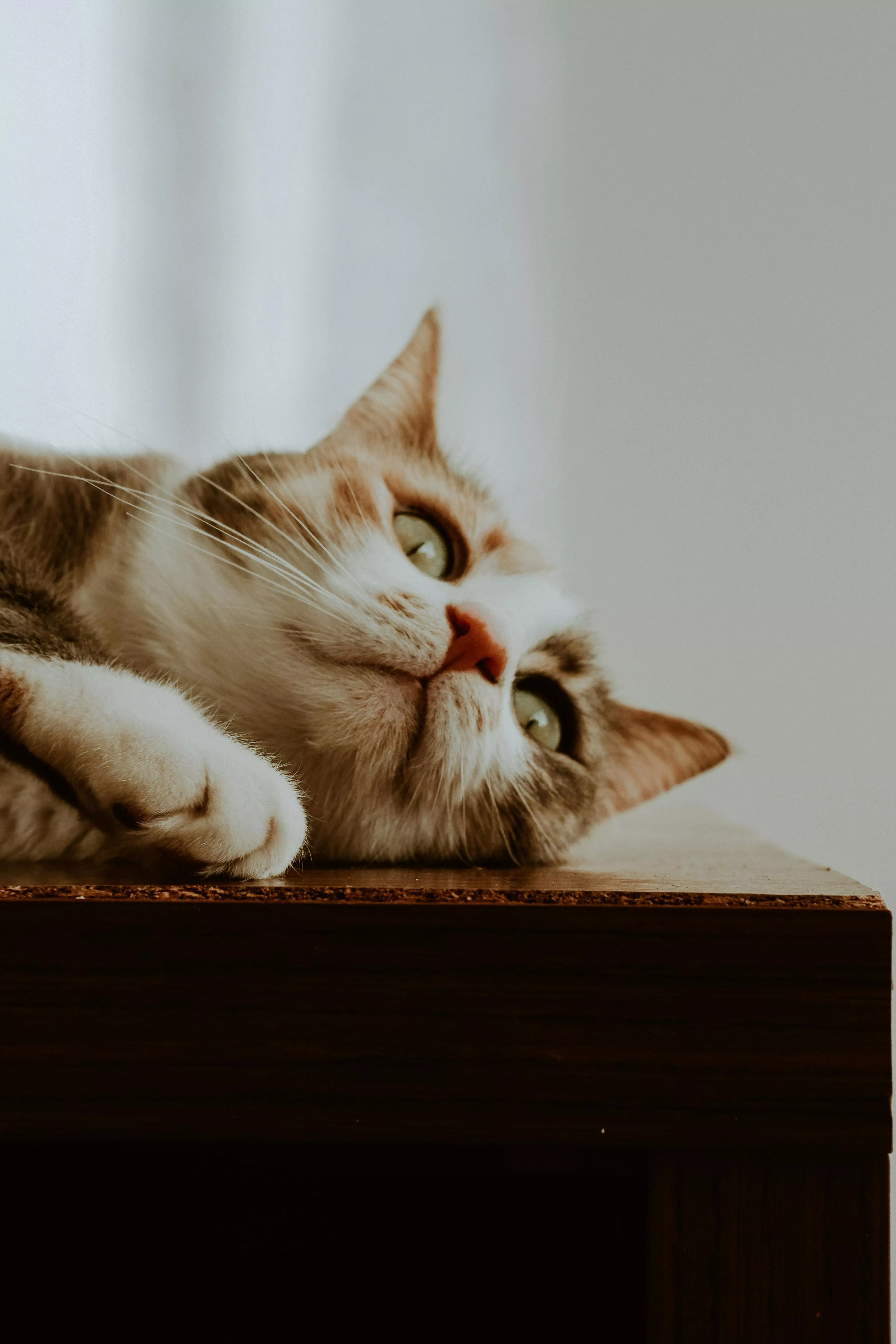 Cat Lying on the Table · Free