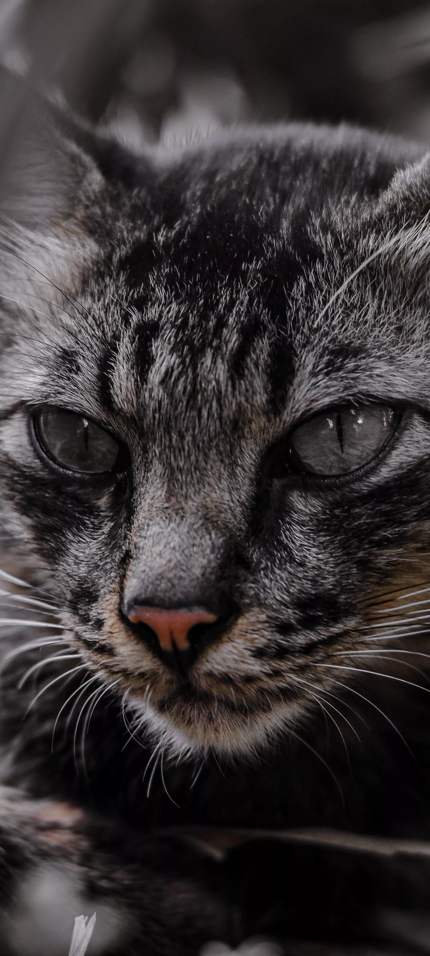 Download Animal Cat Phone Wallpaper