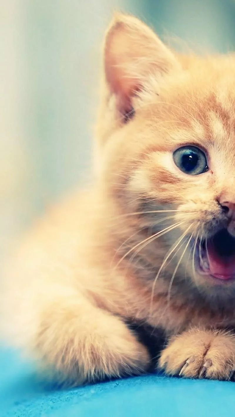 Cat, cute, HD phone wallpaper