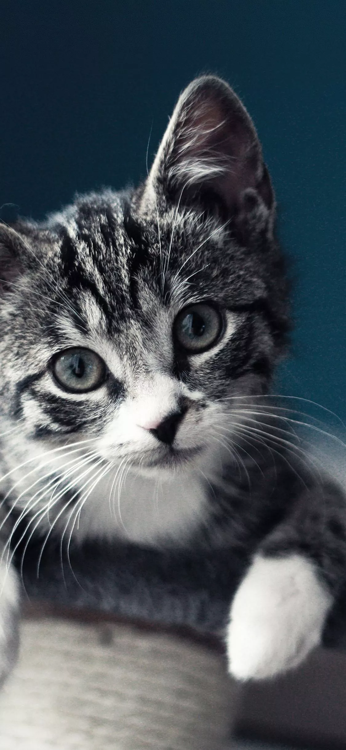 Cute Cat Look Animal Love Nature