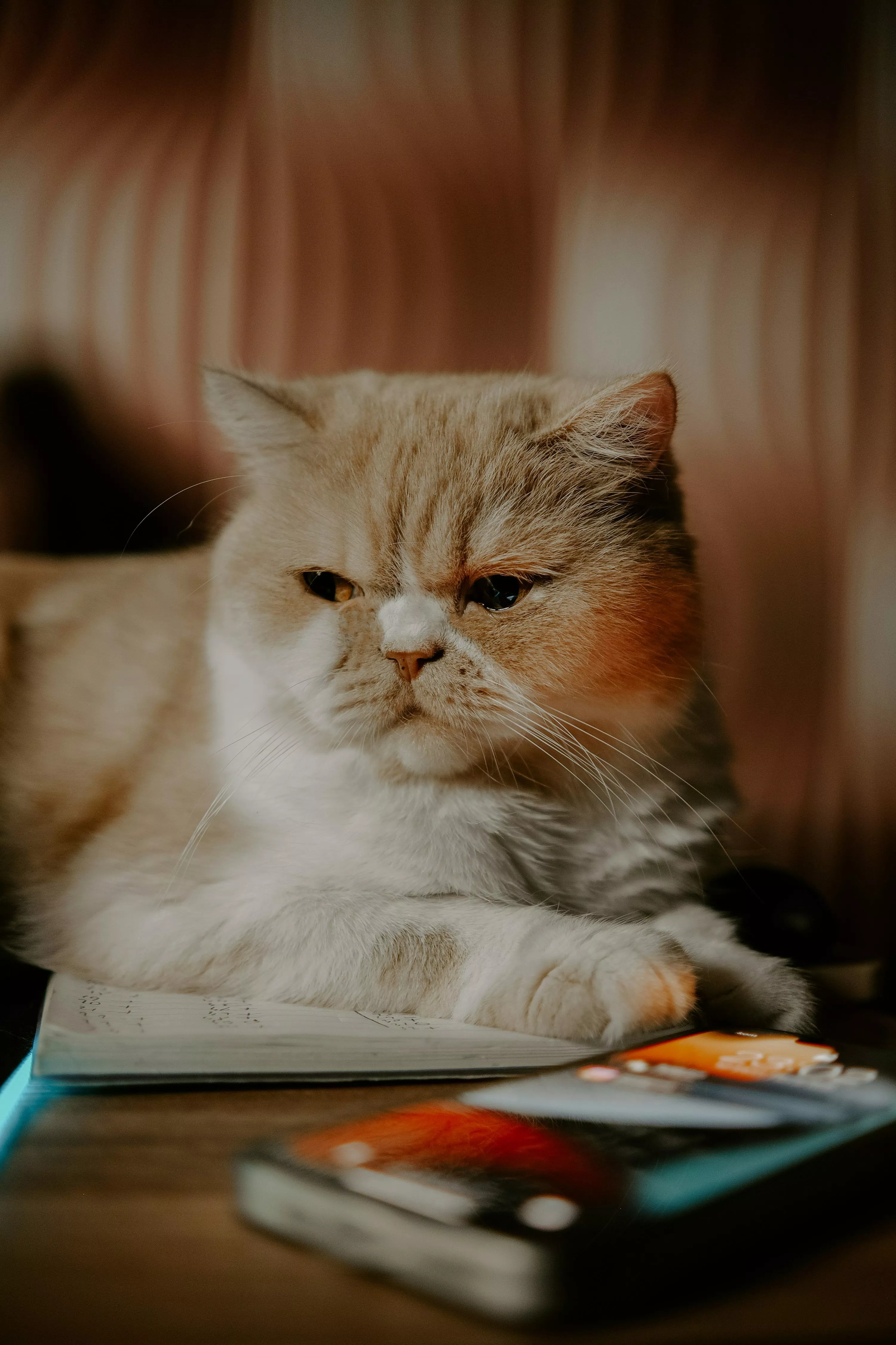 A cat laying on top of a table next to