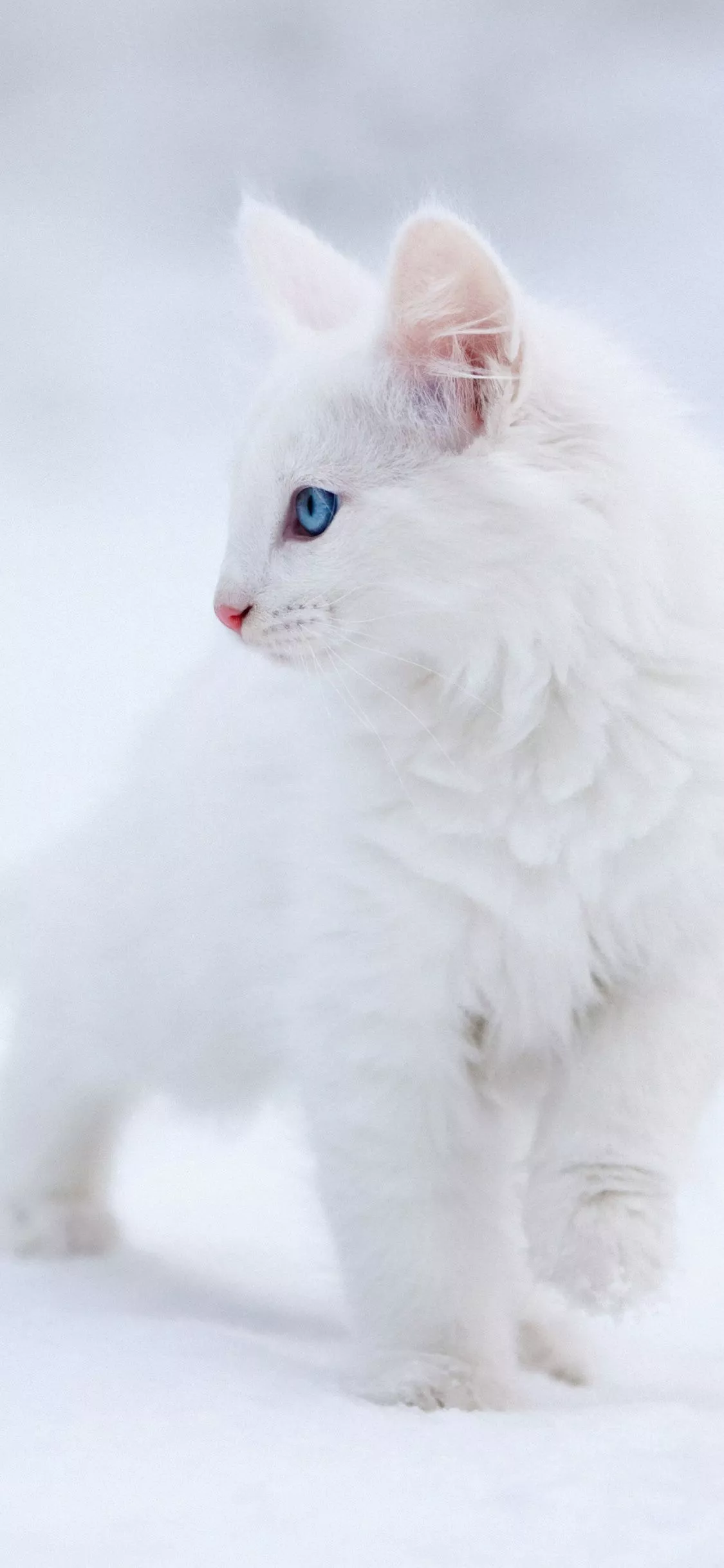 Kitten Wallpaper 4K, White aesthetic