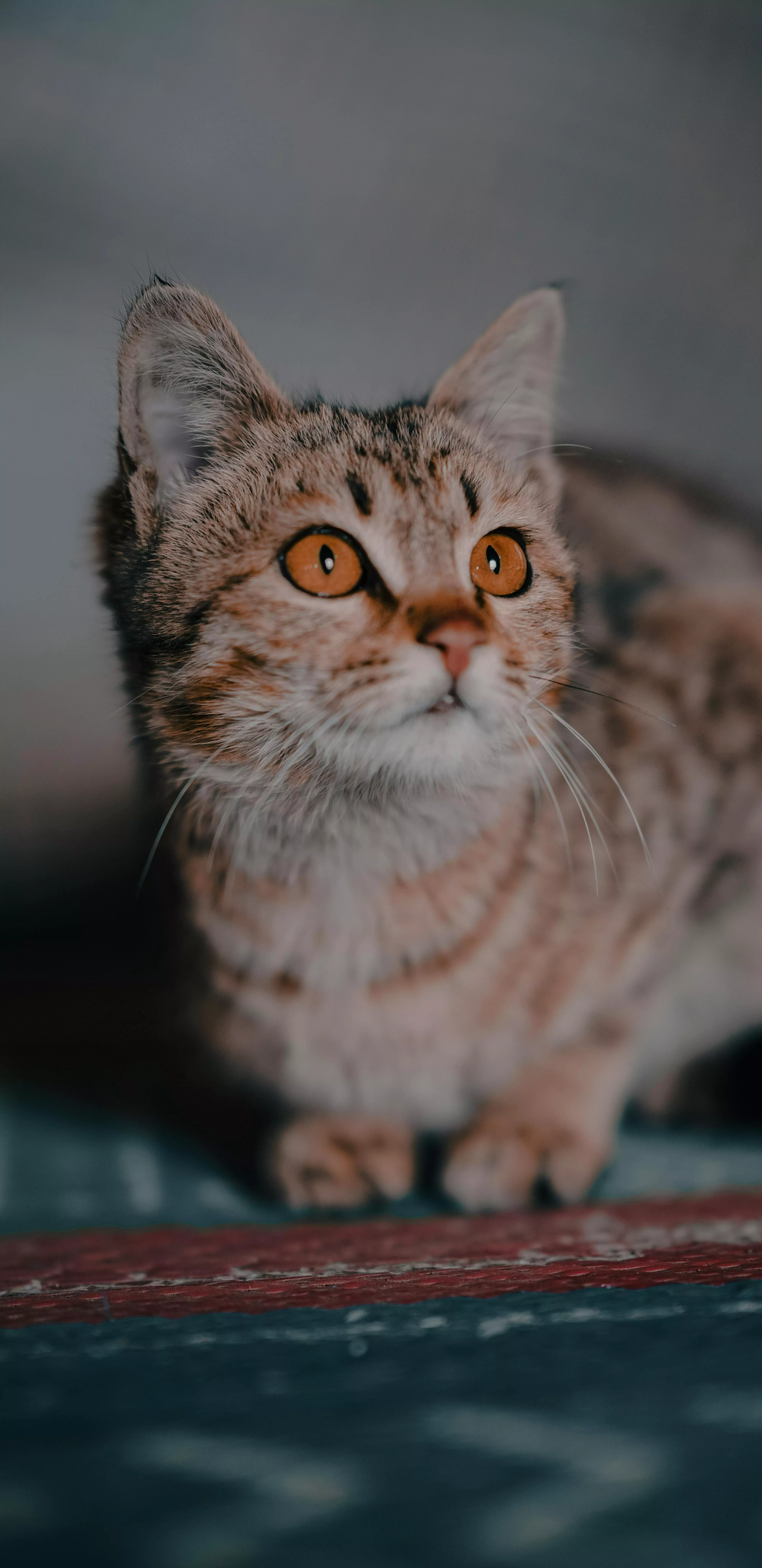 Close Up Photo of a Cat · Free