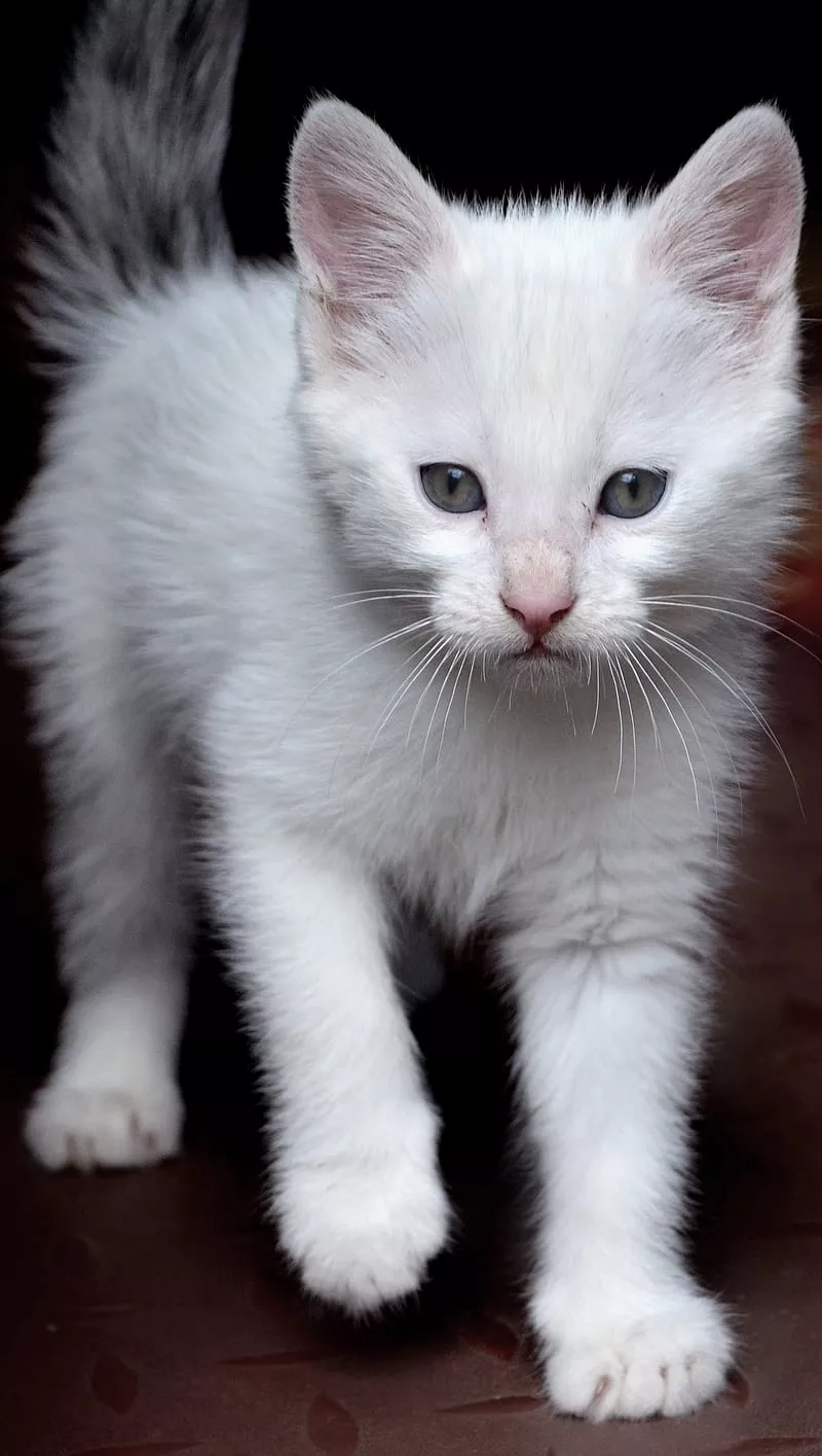 Kitten Love, anime, bts, cat, fortnite