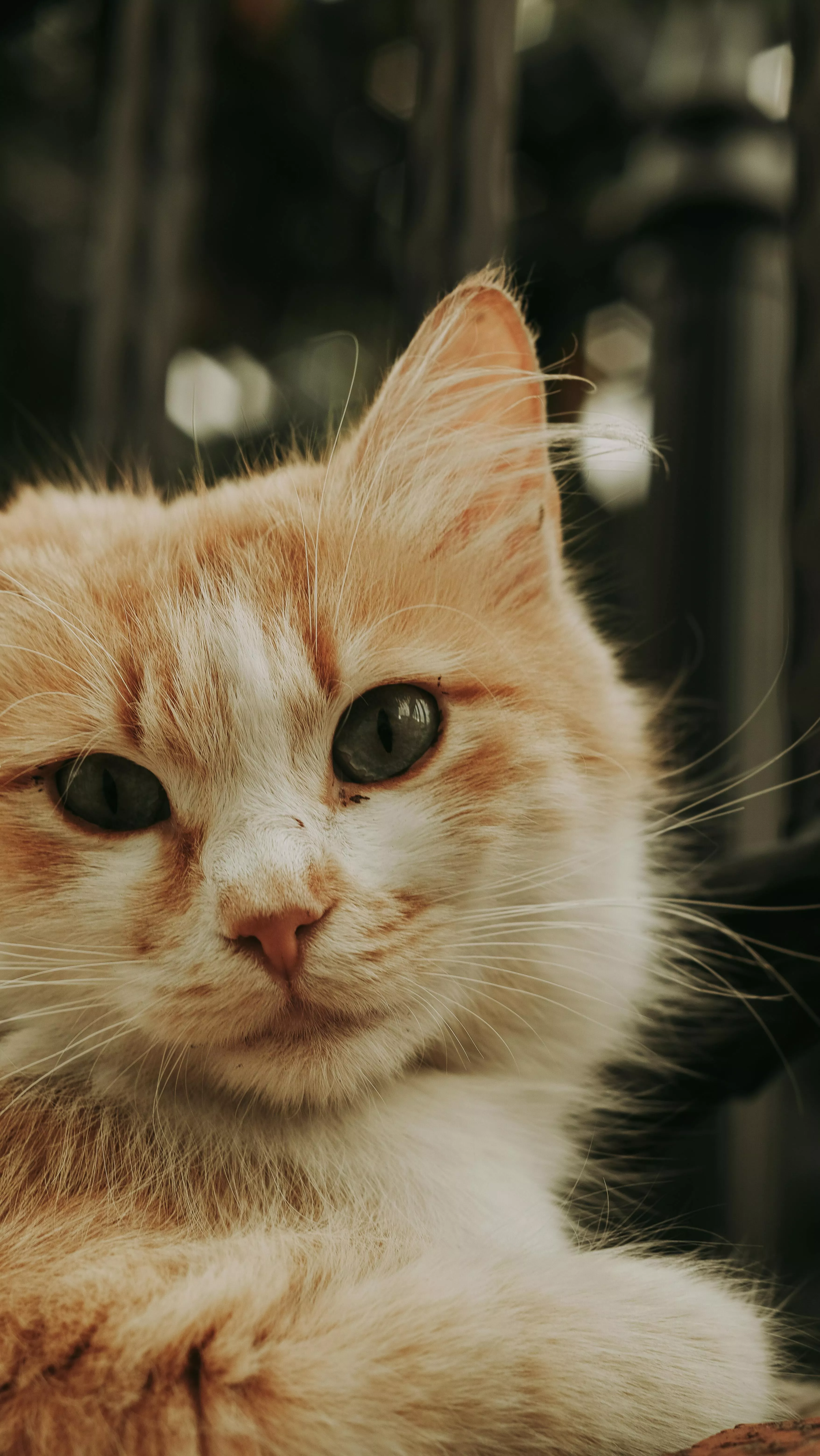 Close up of Cat Head · Free