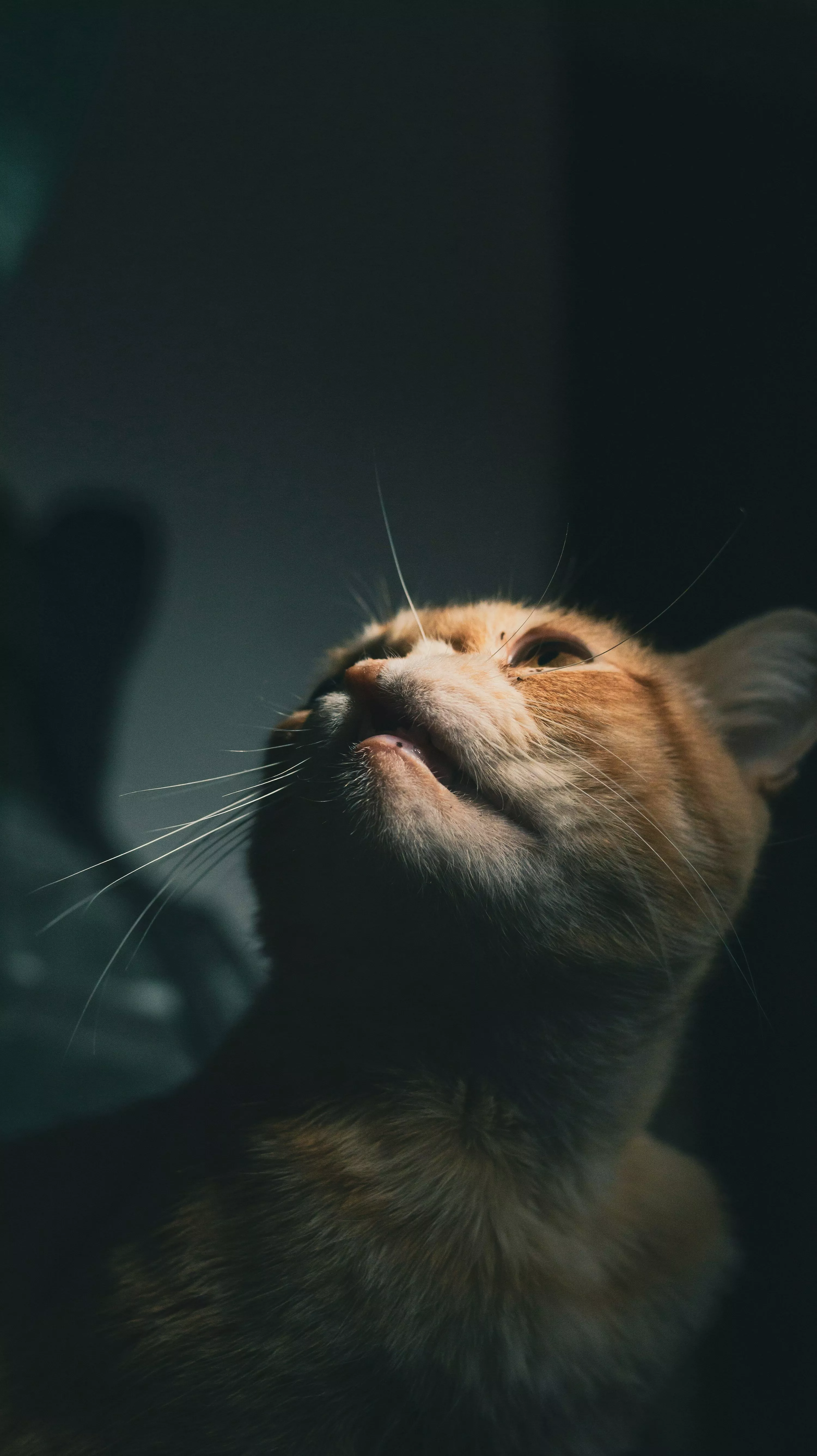 Orange tabby cat in black background