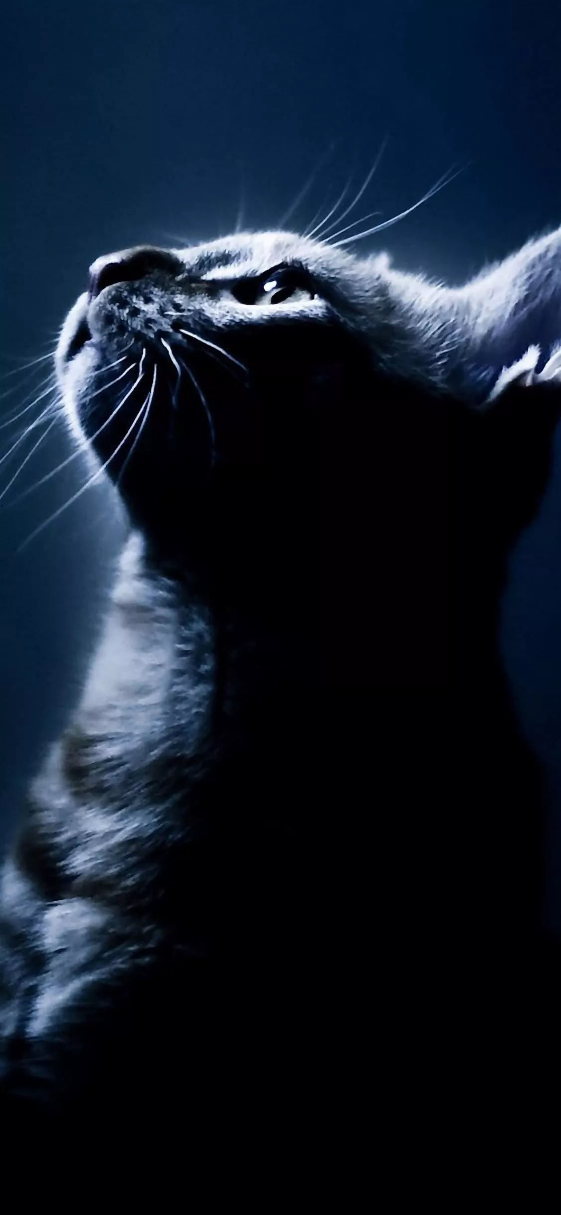 Cat face iPhone Wallpaper Free Download