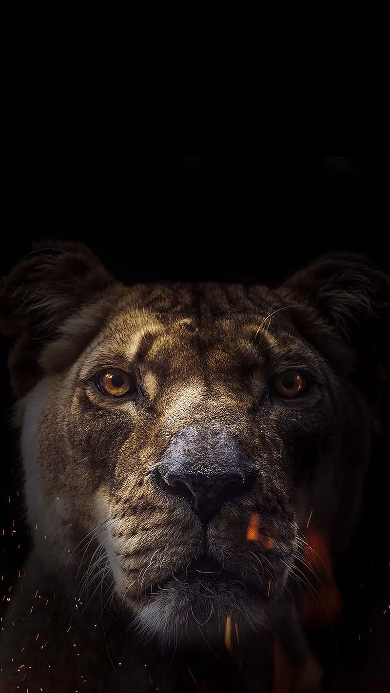 lions, madlion, HD phone wallpaper