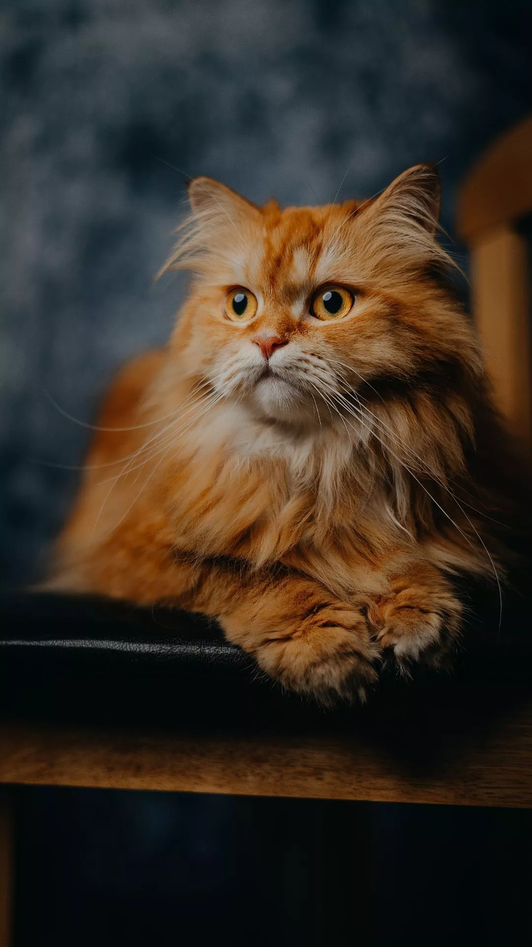 Cute Cat Wallpaper Cute