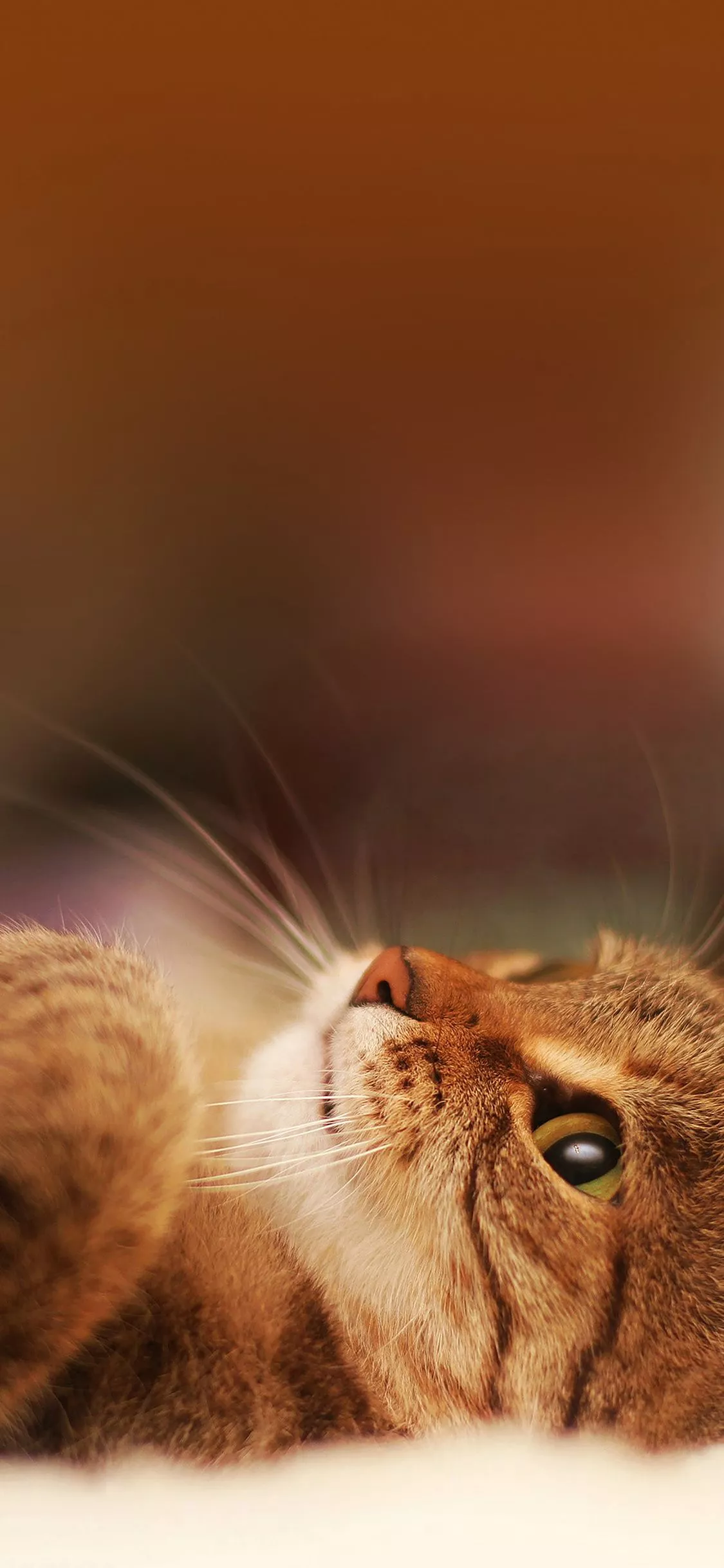 Cat In Bed Animal Nature