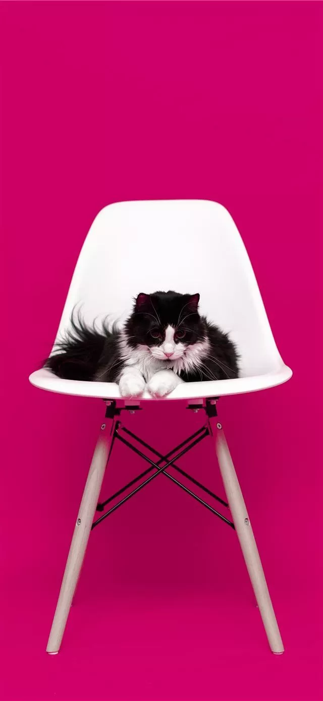 white cat iPhone 11 Wallpaper