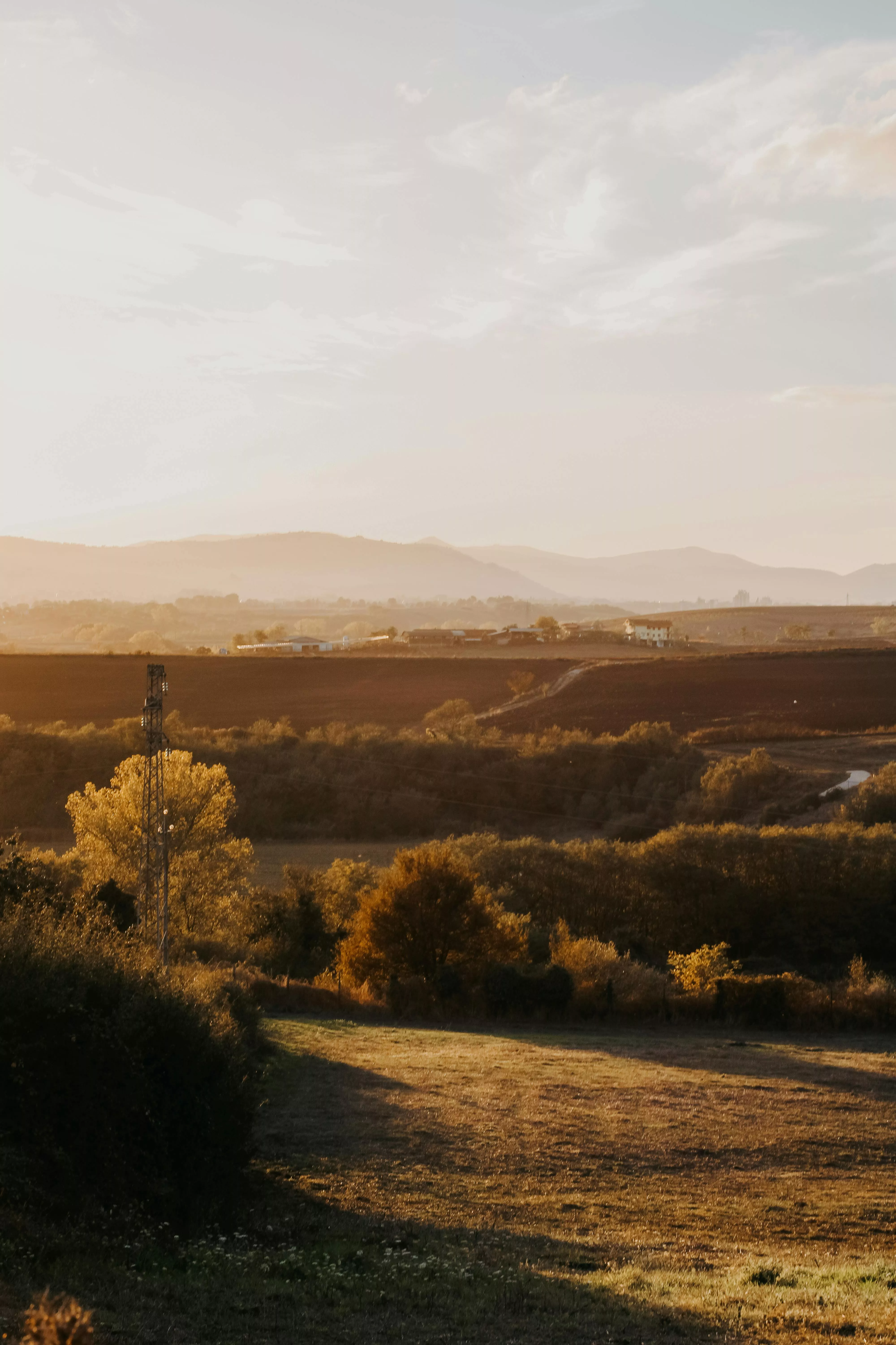 Trees Surrounding a Field in the Valley