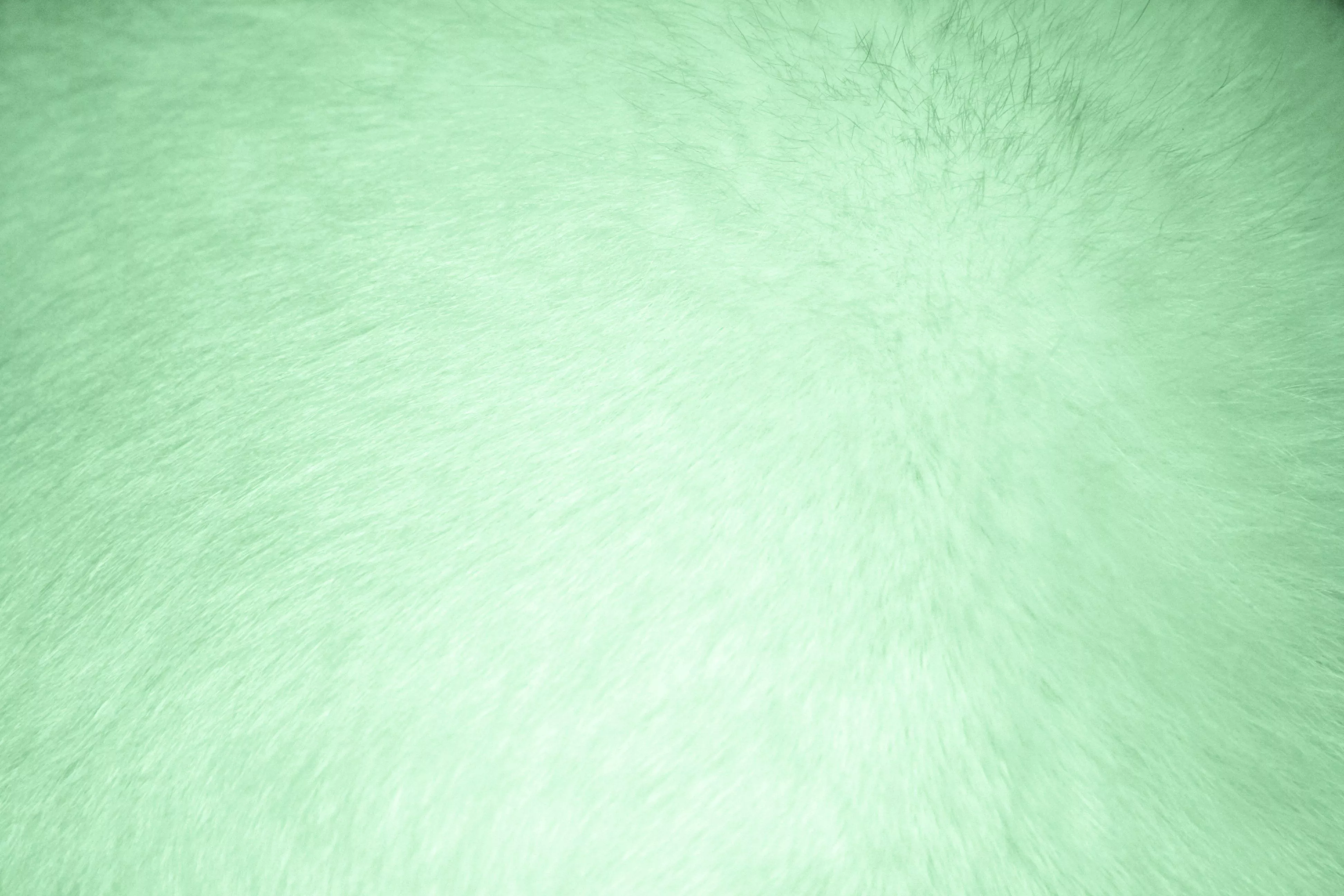 Light Green Fur Texture