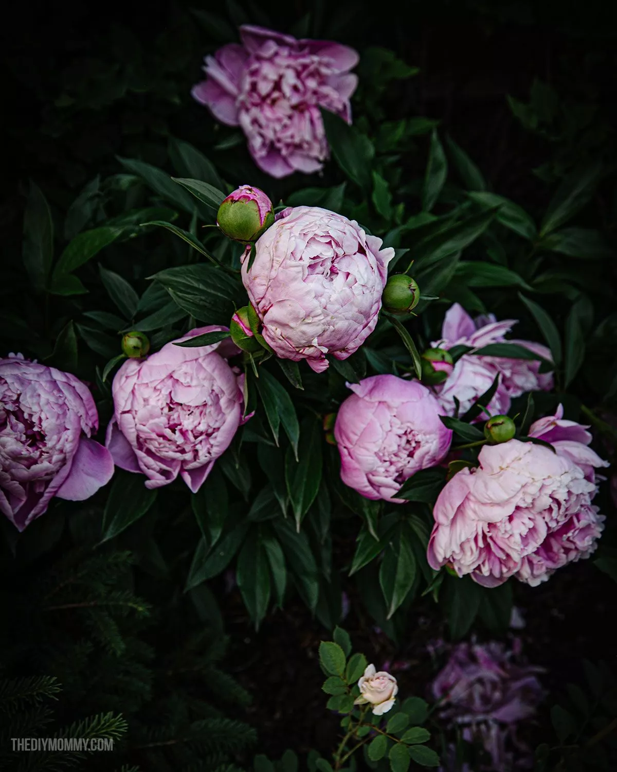 Phone & Computer: Moody Peonies