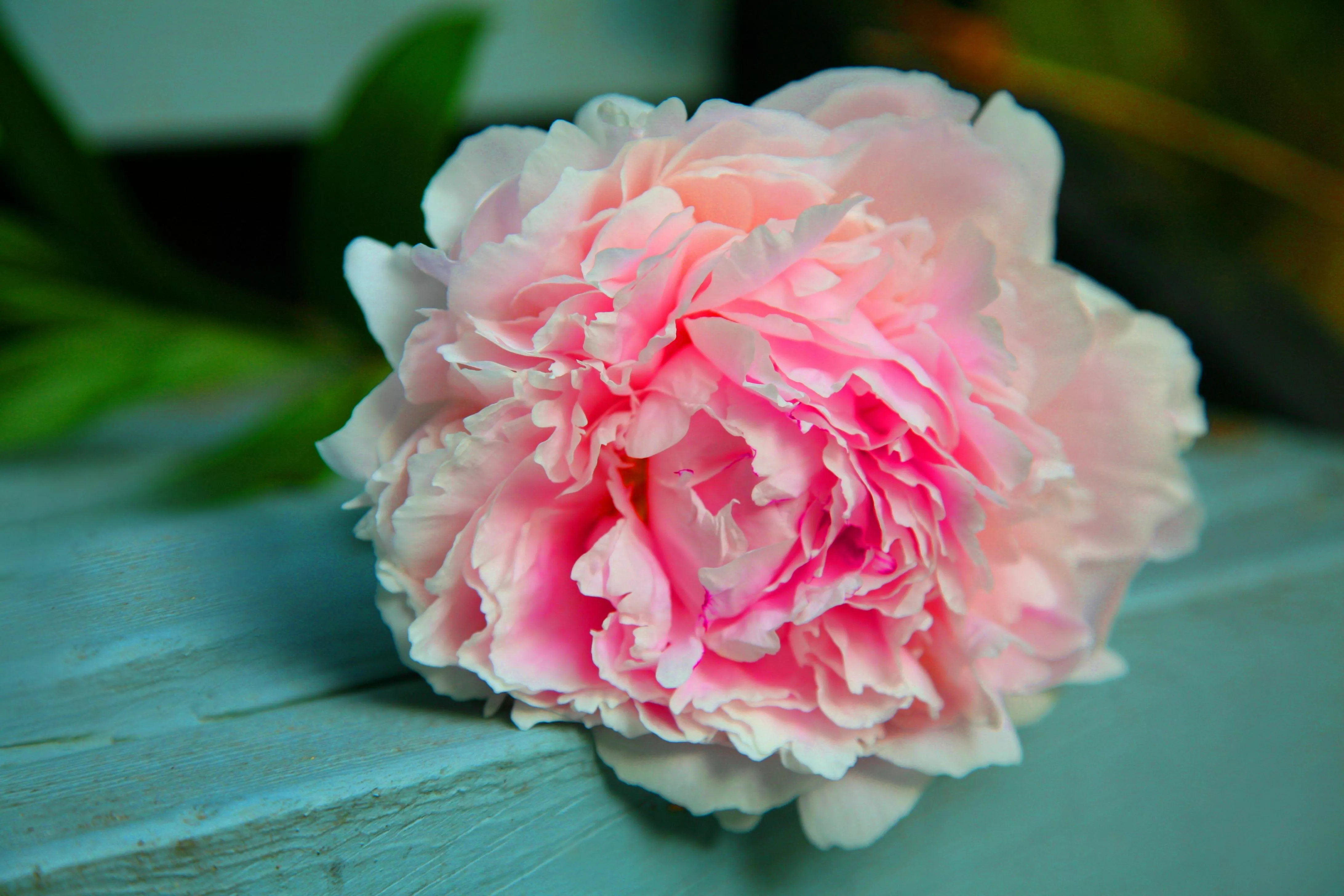 Peony Photo, Download The BEST Free