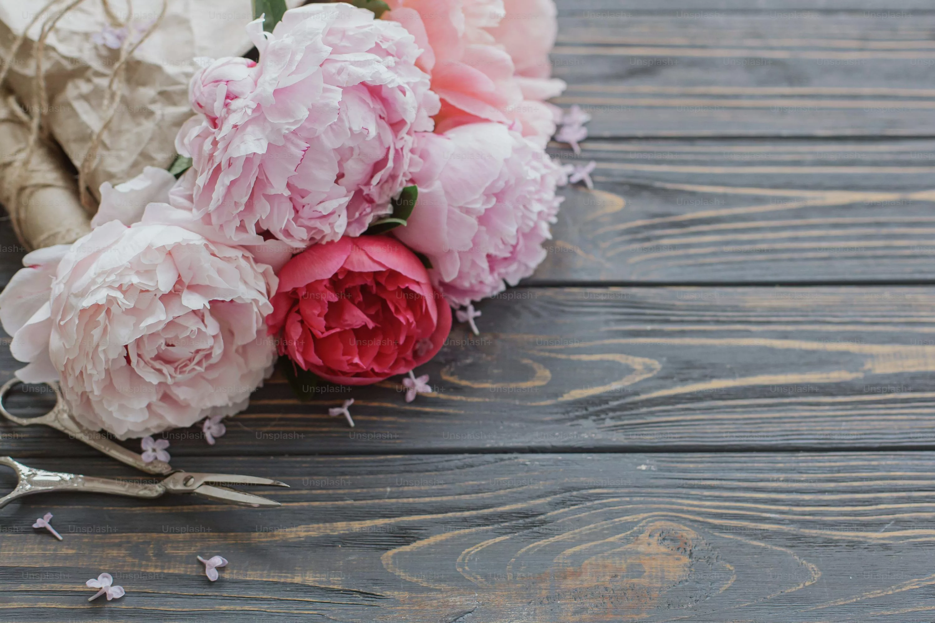 Peony Picture [HD]. Download