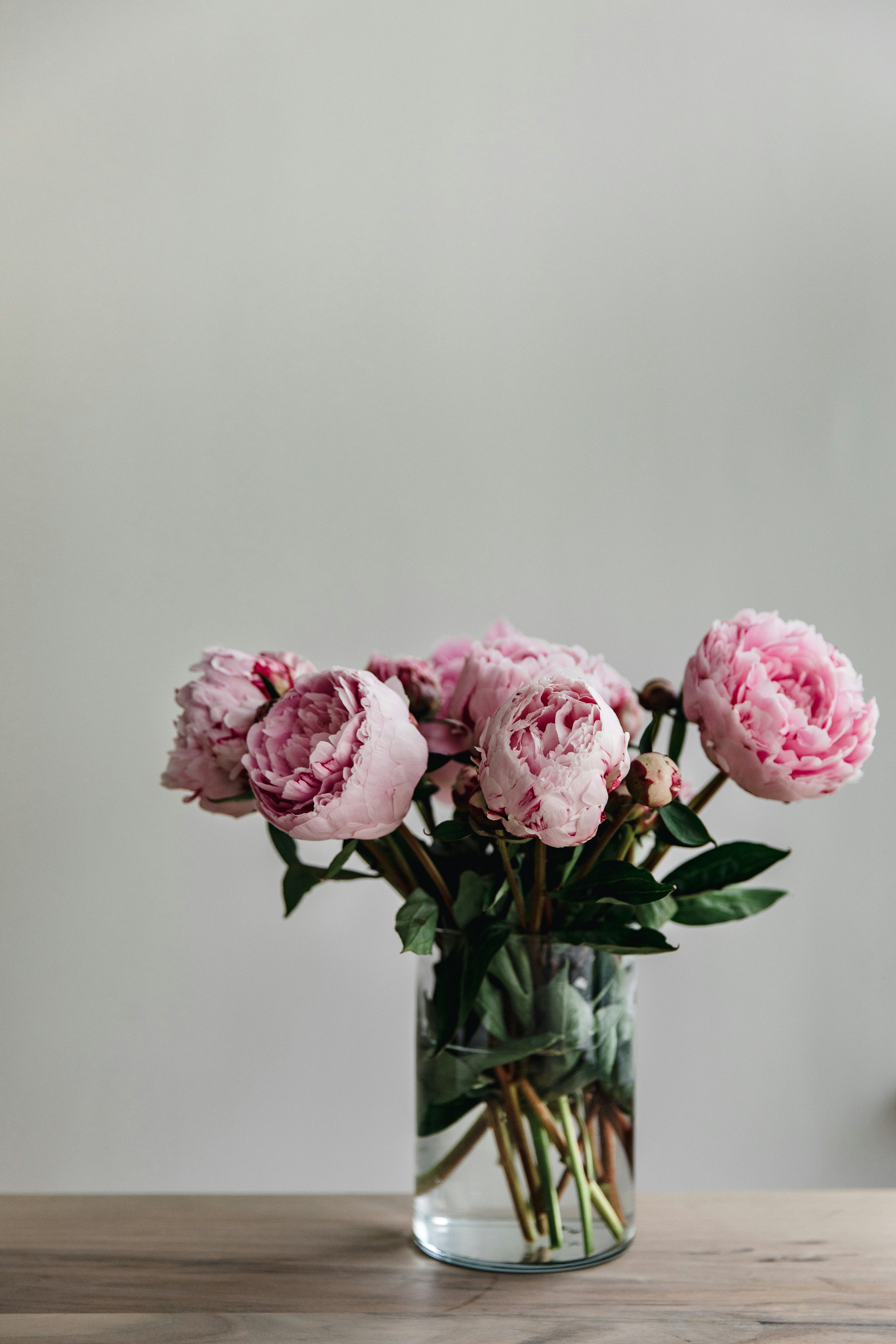 HOW TO GROW PEONIES COMPLETE GUIDE