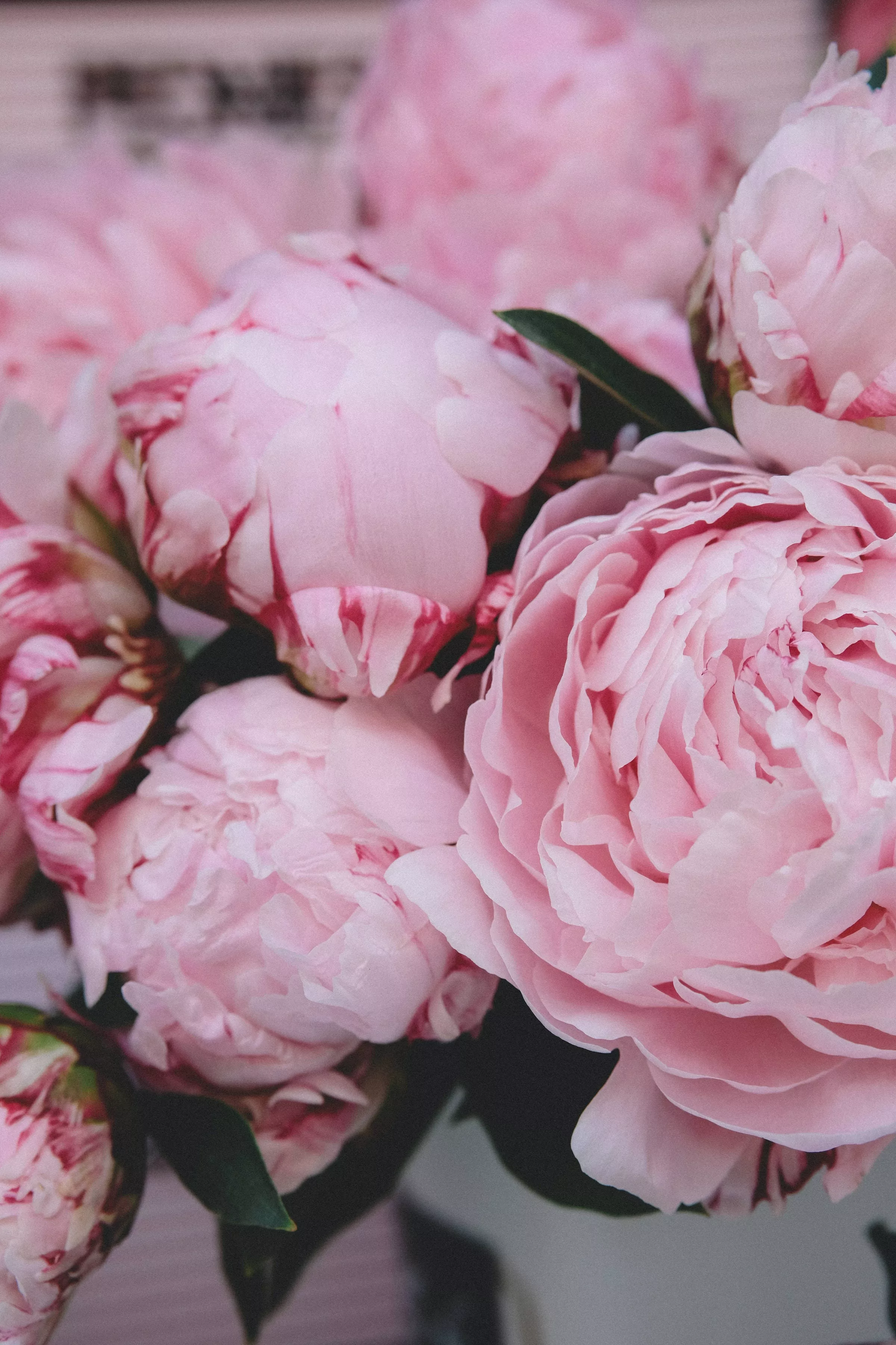 Cute Pink Aesthetic Peony Spring