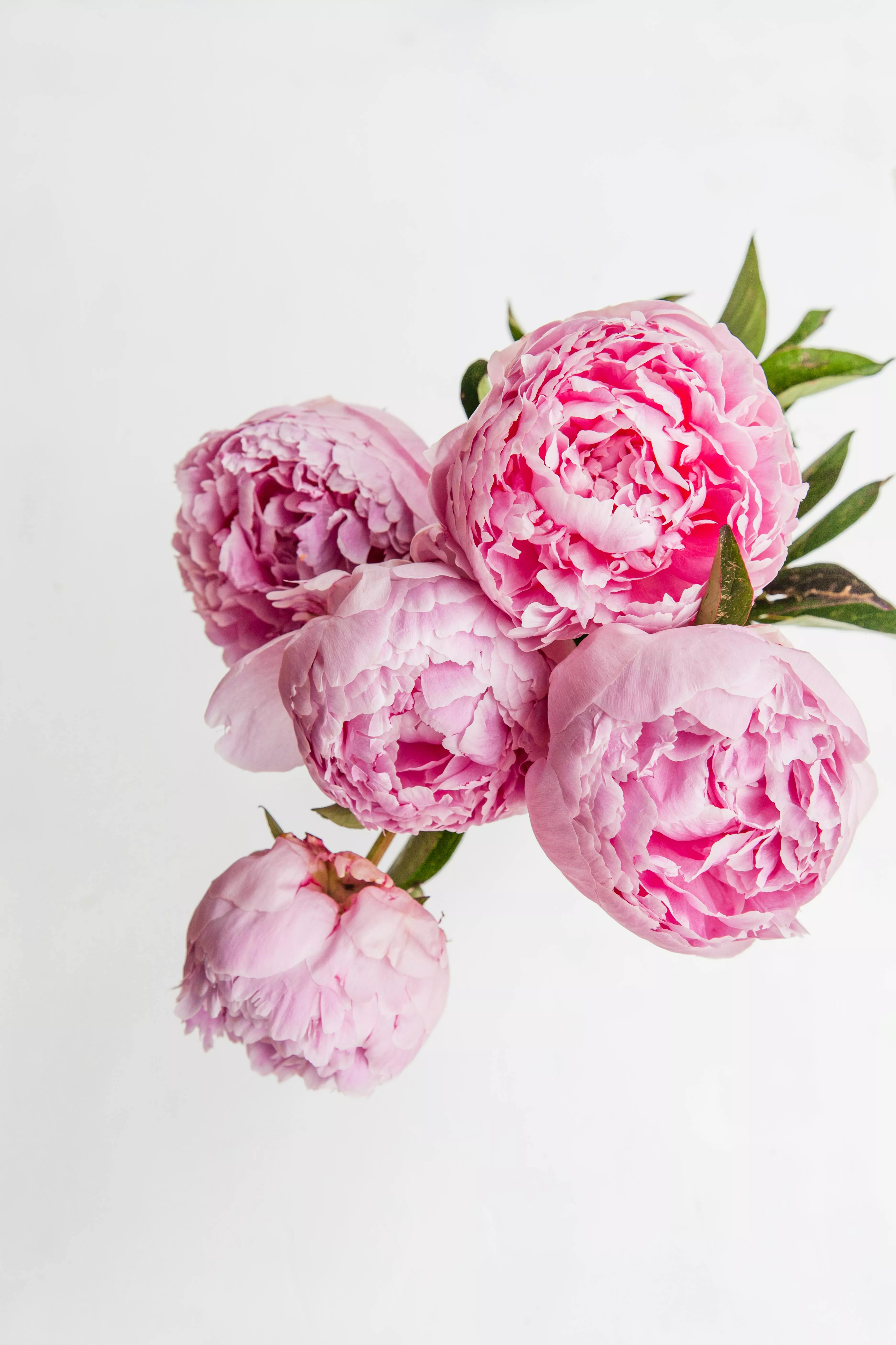 Pink Peonies on a White Background
