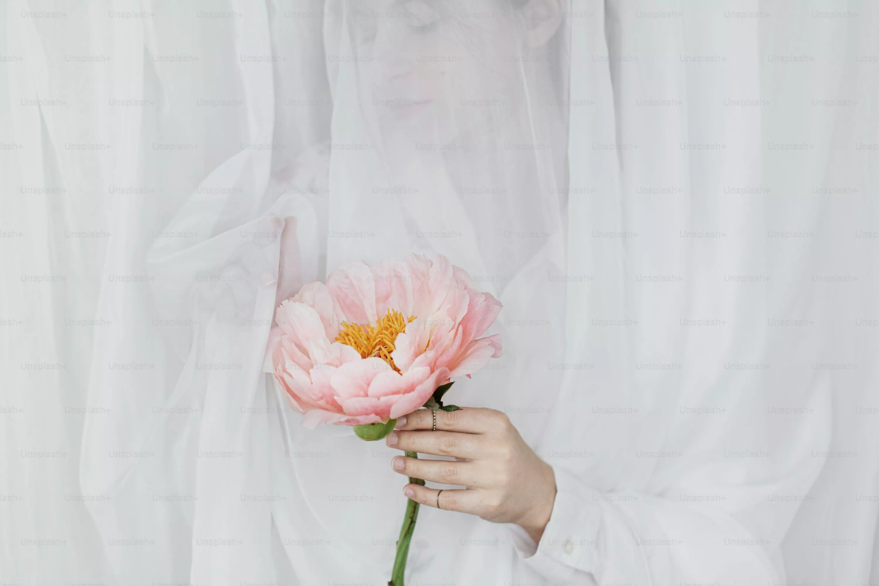 Peony Picture [HD]. Download