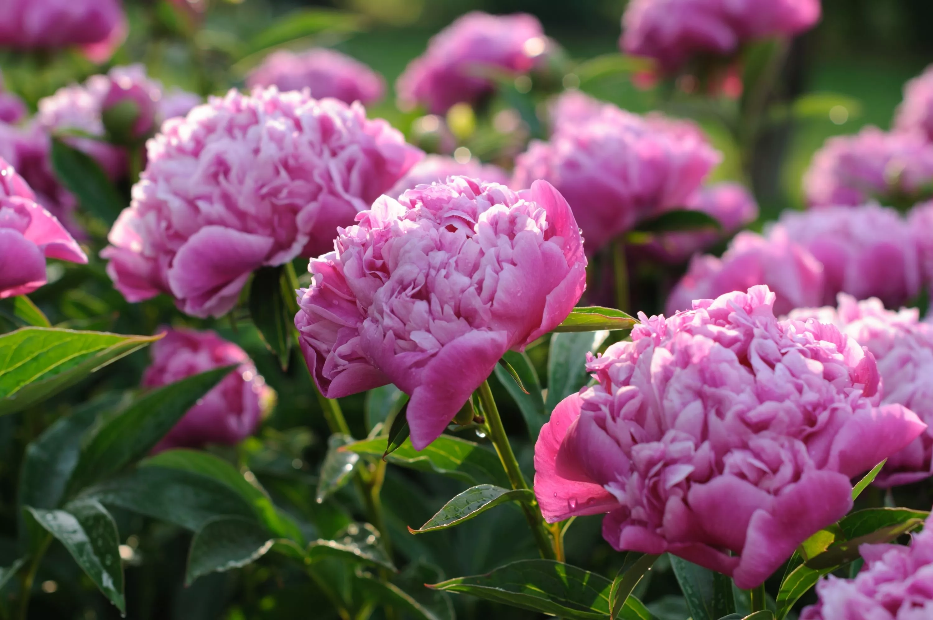 Vibrant Pink Peonies: A Stunning HD