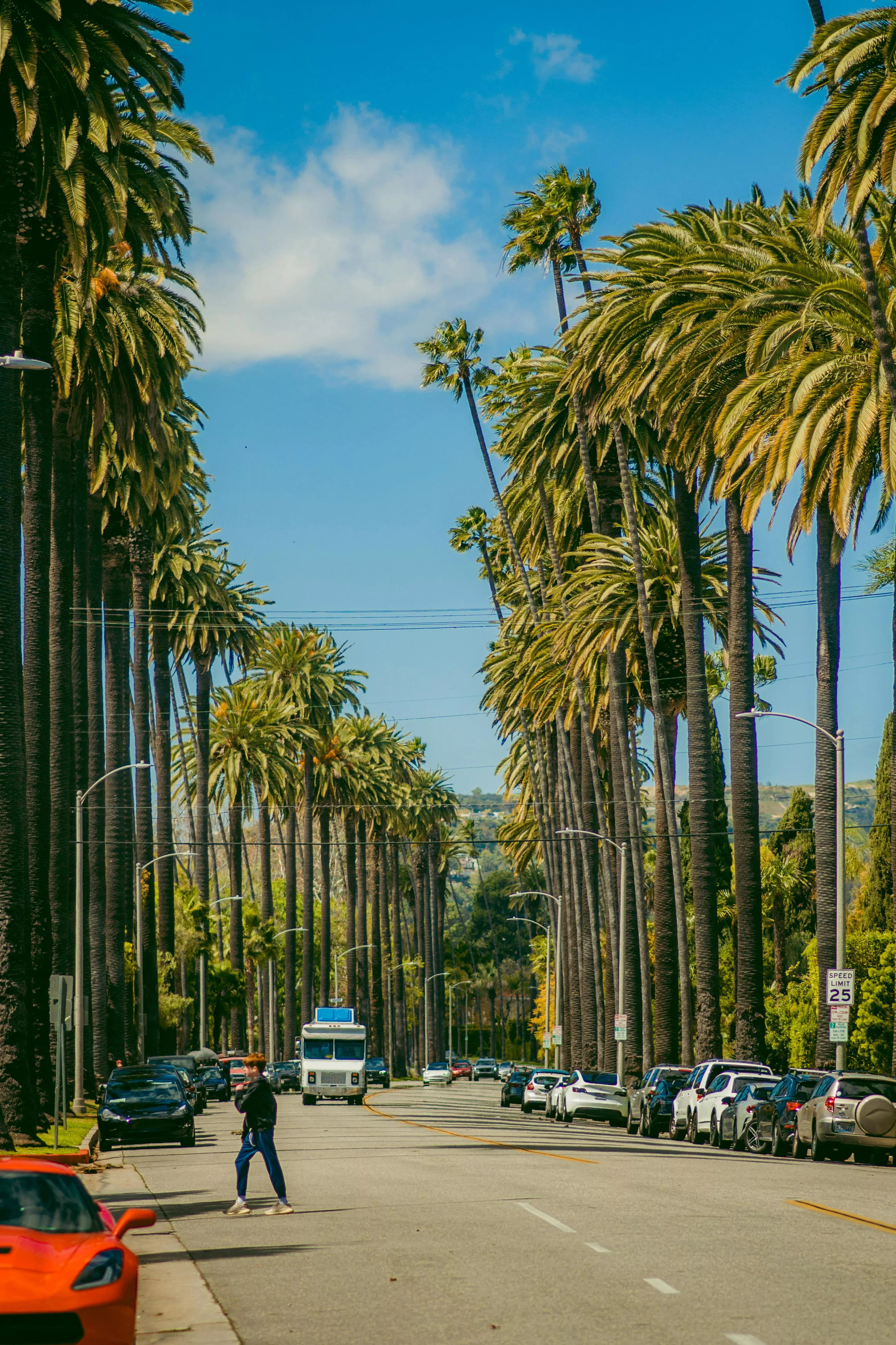 Tropical Palm Trees Along a Street