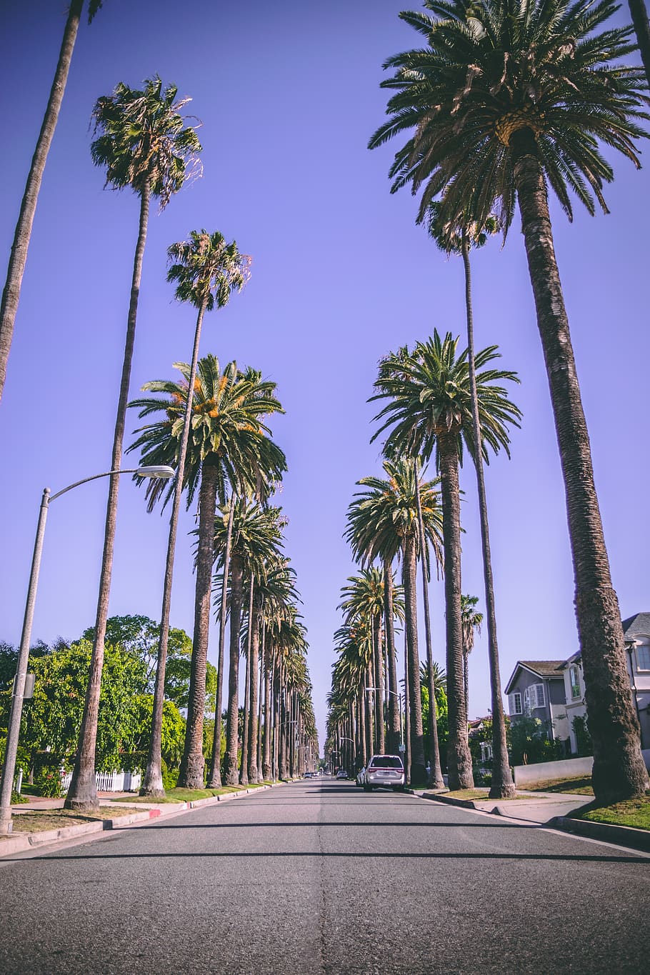beverly hills, dope, cool, palm trees