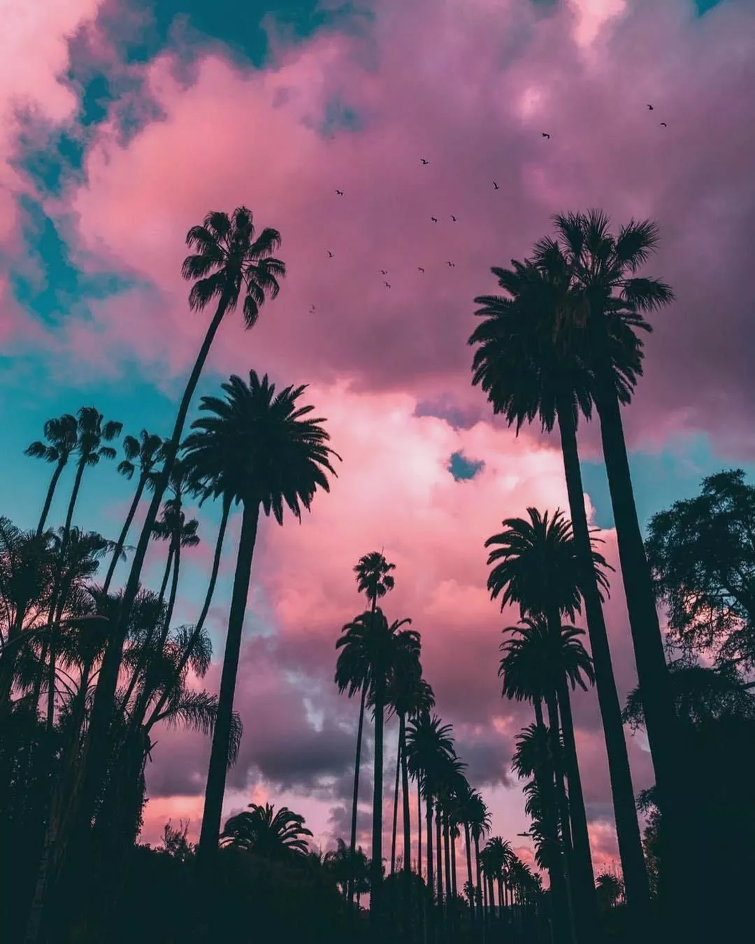 Palm Trees Wallpaper HD