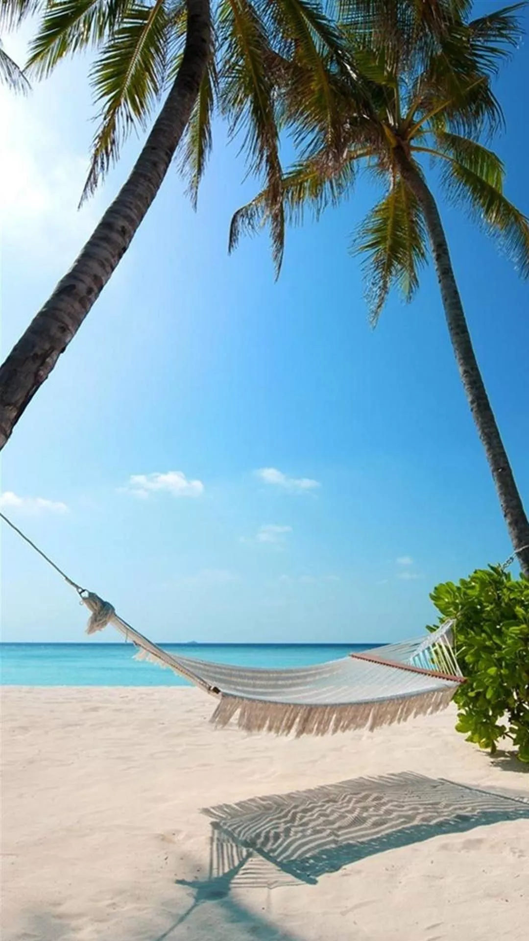 Exotic Beach Palm Trees Hammock
